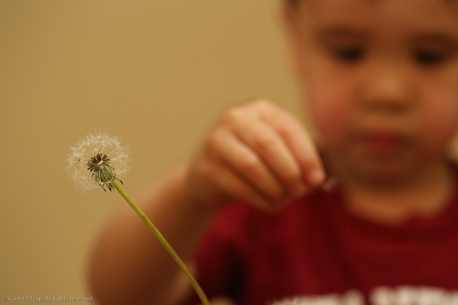 Raindrops and Dandelions-21.jpg