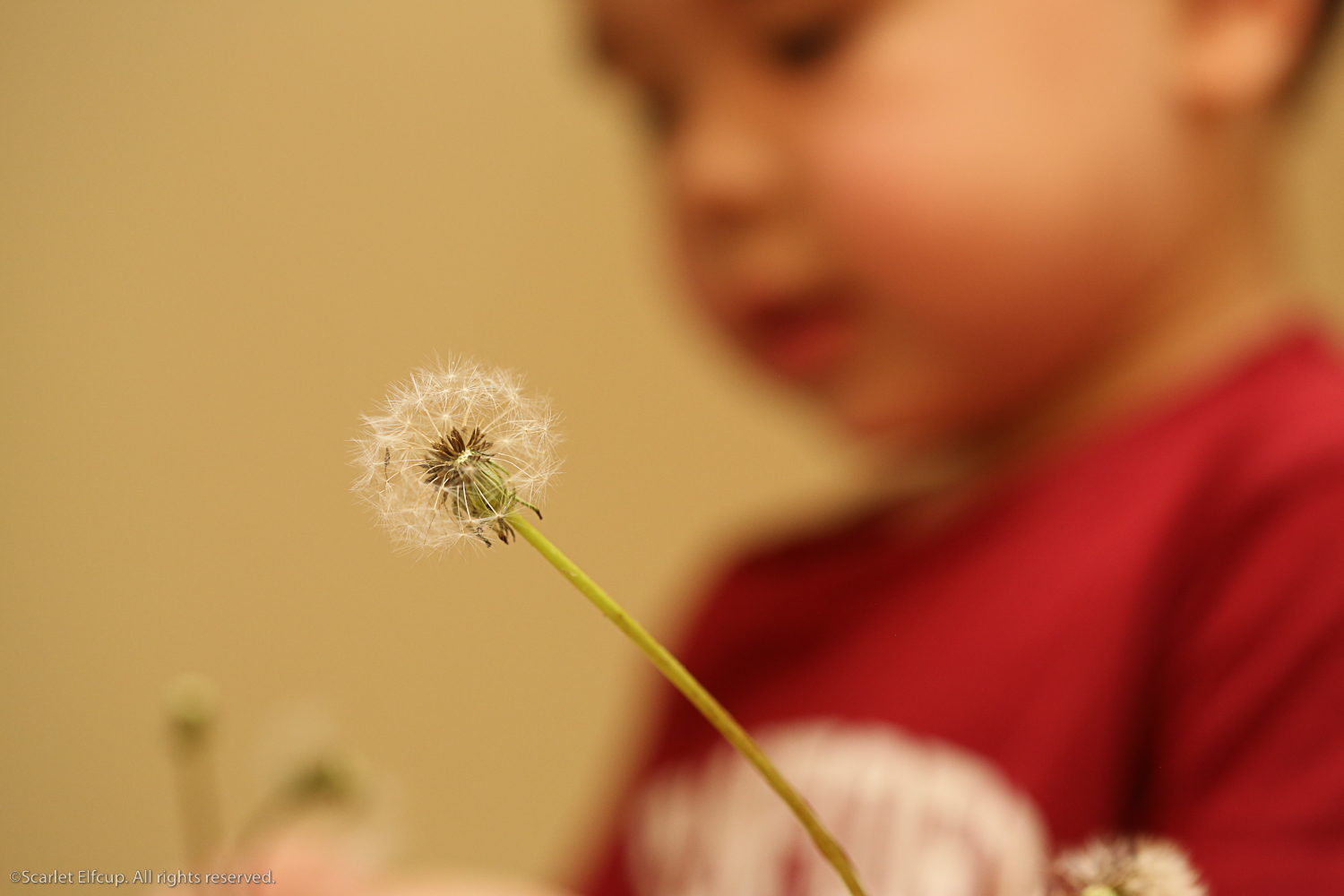 Raindrops and Dandelions-22.jpg