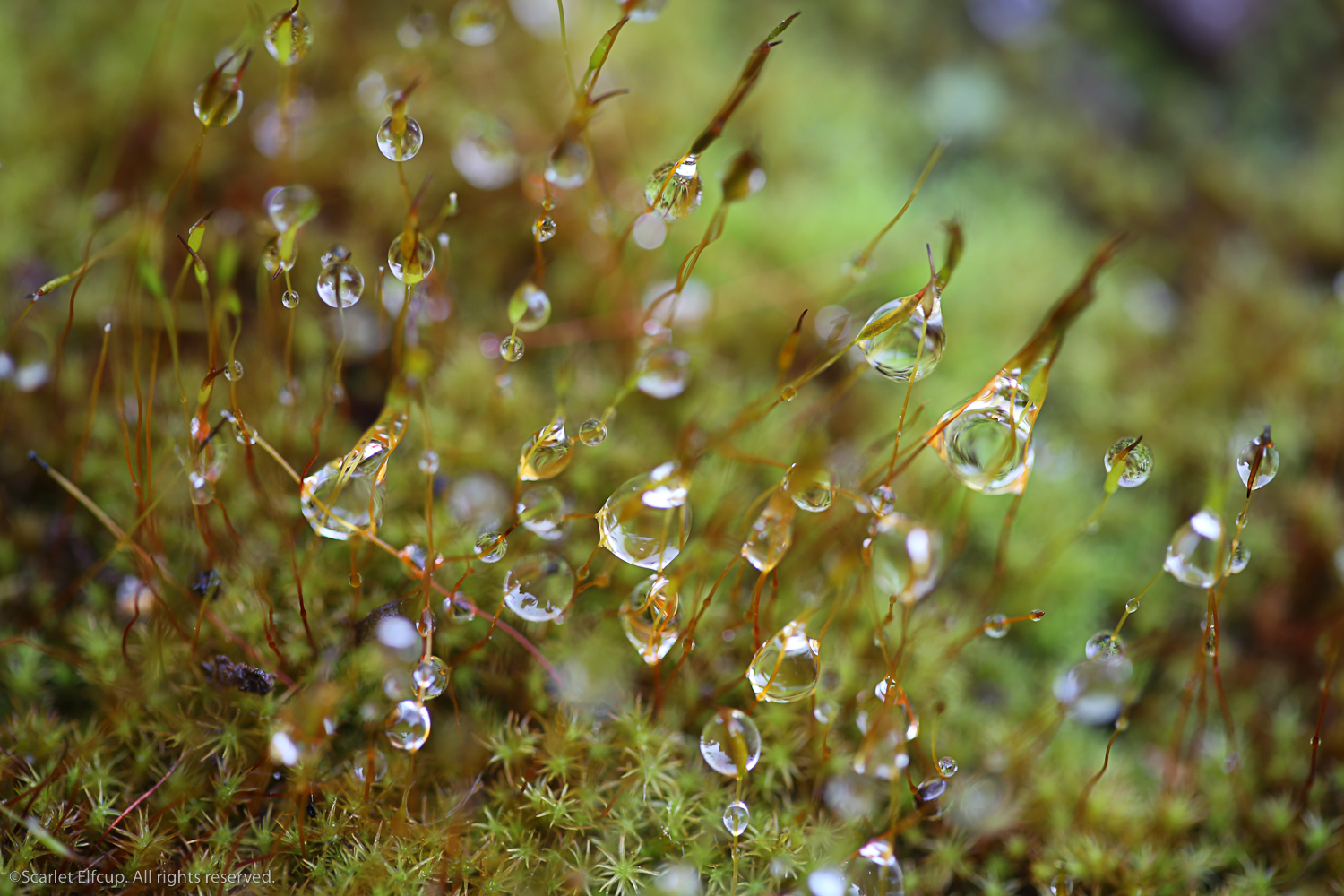 Raindrops and Dandelions-32.jpg