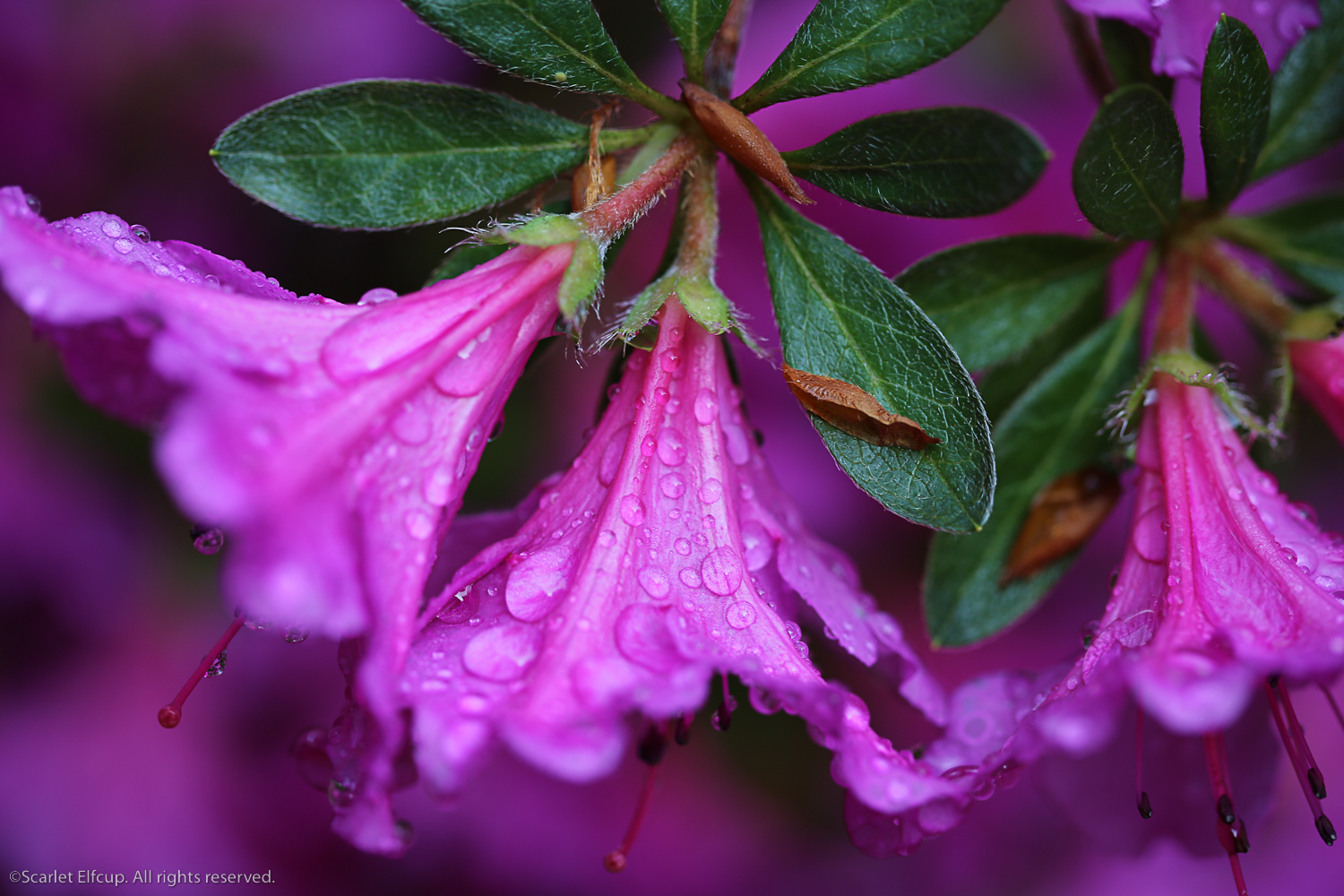 Raindrops and Dandelions-31.jpg