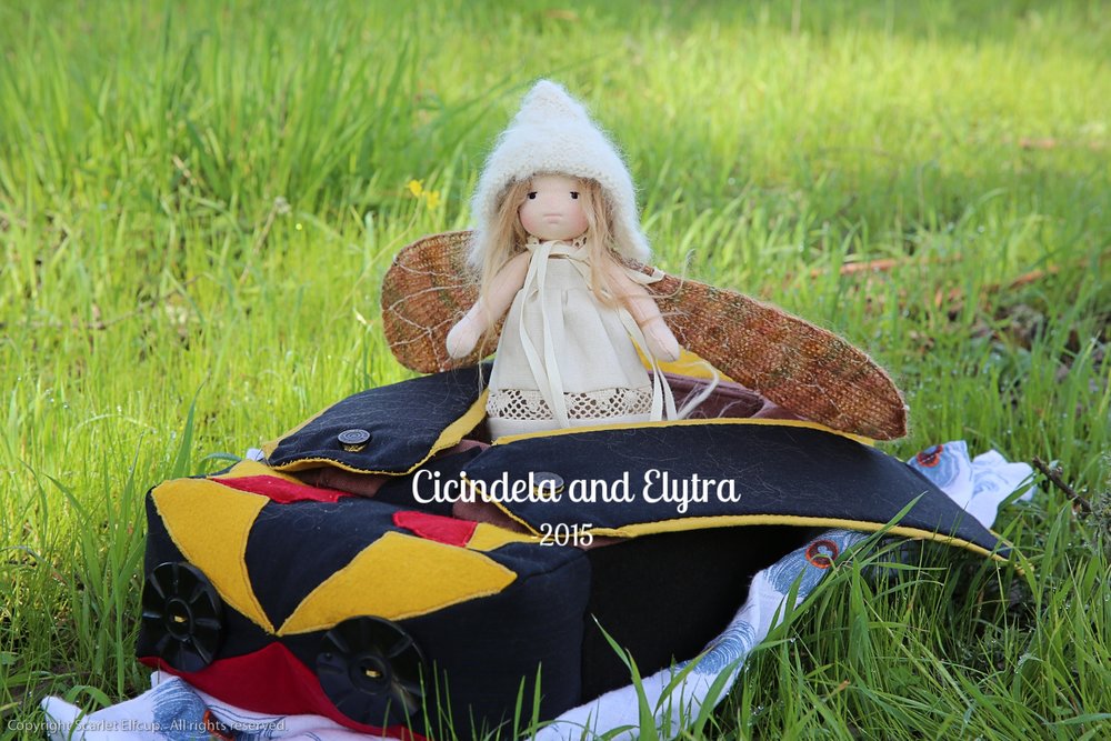 Cicindela and Elytra-33.jpg