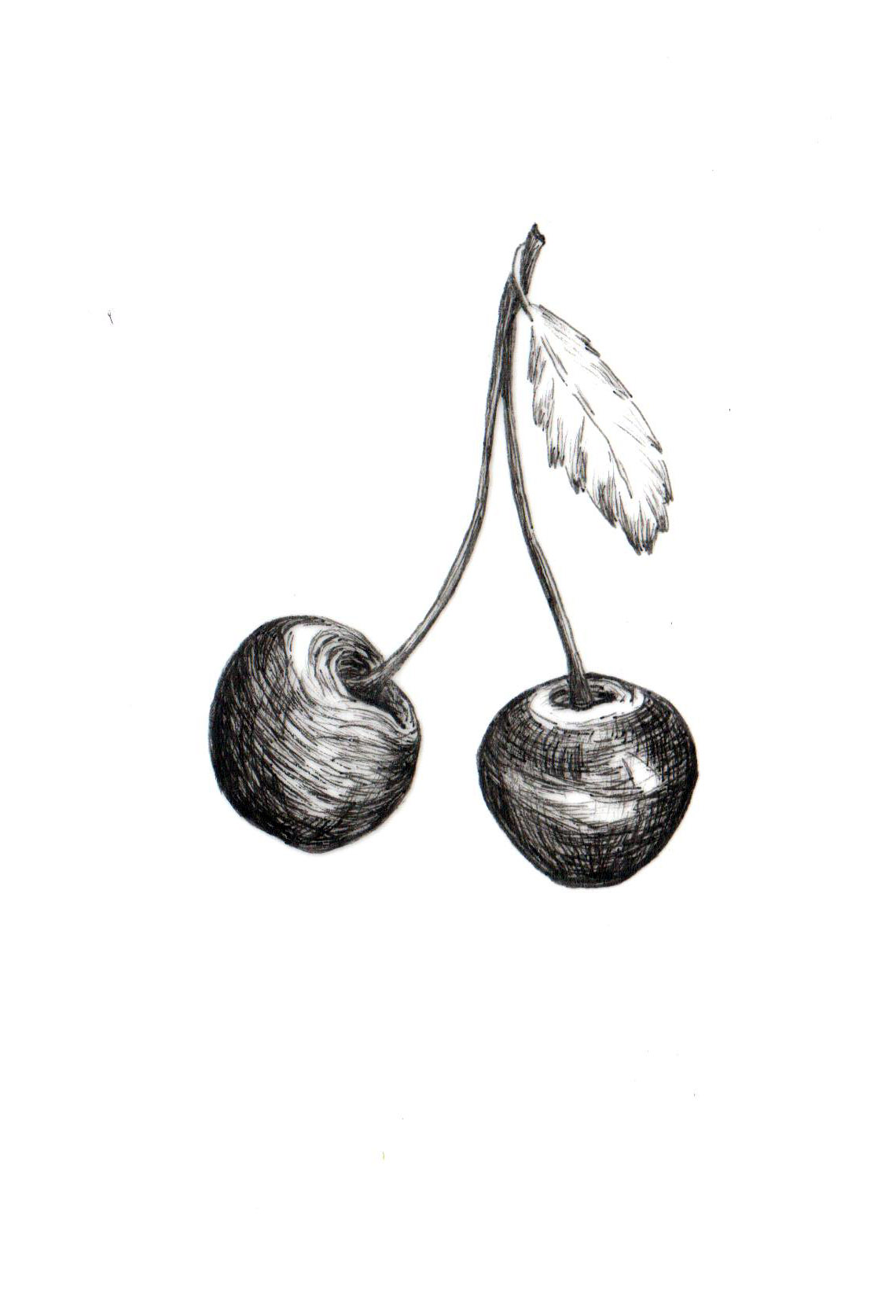 Cherries for Solstice Menu ... Ink on Vellum ... 7" x 5" ... 2013