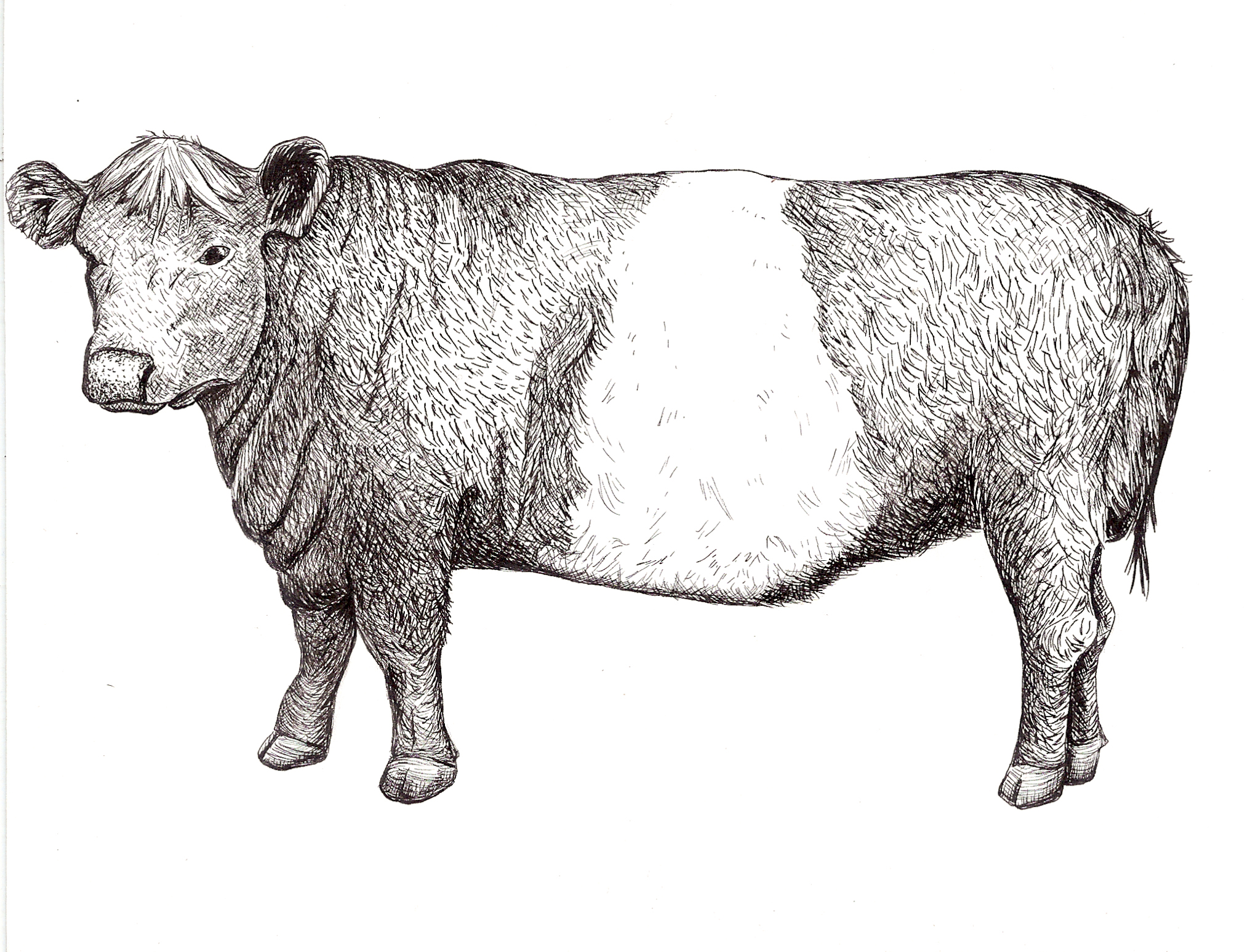 Belted Galloway for "The New Meat Market"... Ink on Bristol Board... 5" x 7"... 2014