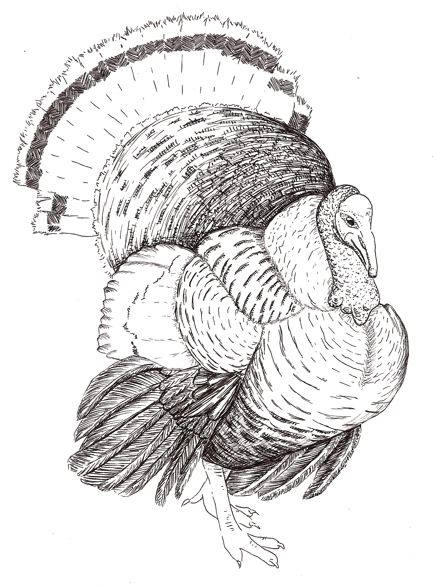 Heritage Turkey for "The New Meat Market"... Ink on Bristol Board... 7" x 5"... 2014