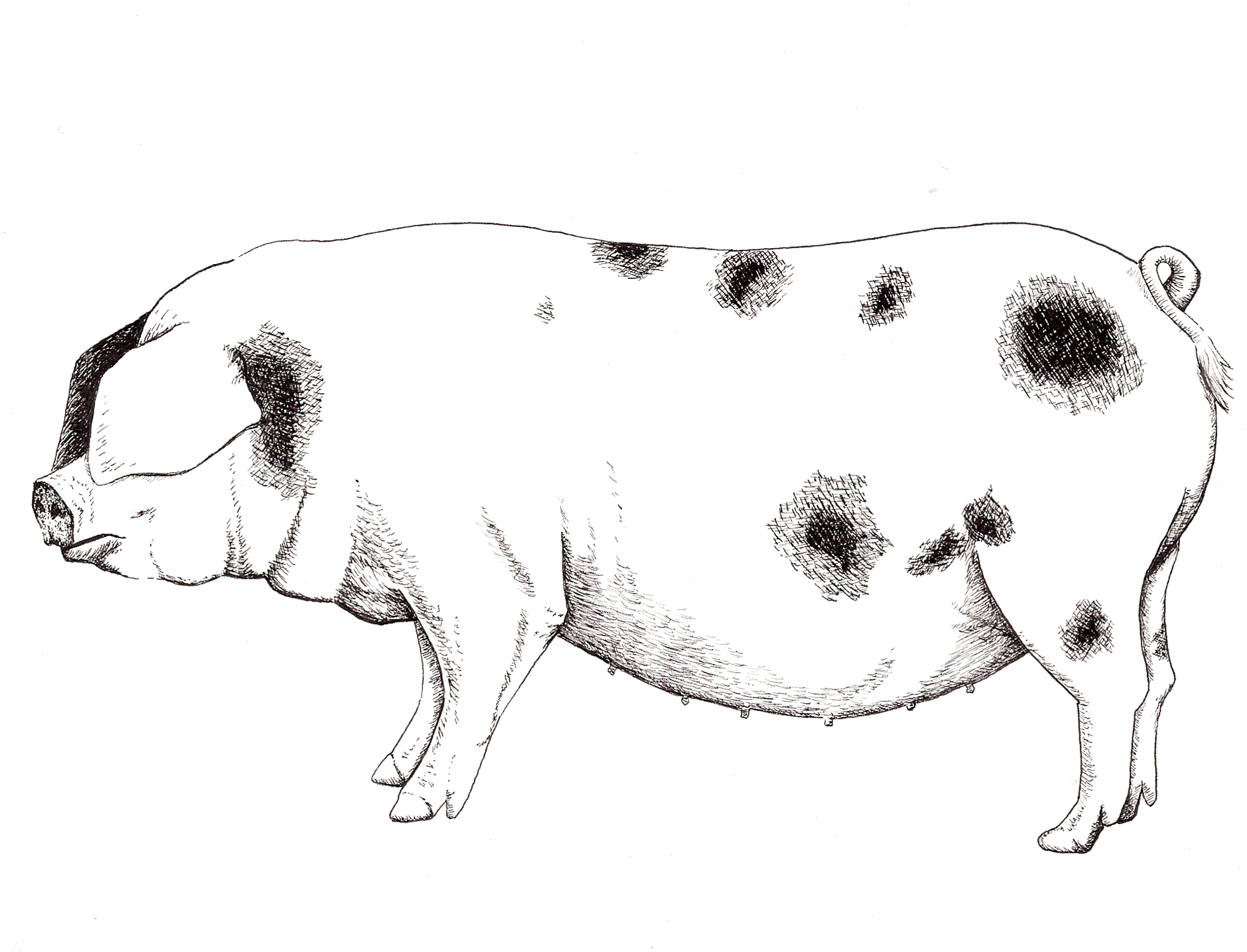 Gloucester Old Spot for "The New Meat Market"... Ink on Bristol Board... 5" x 7"... 2014