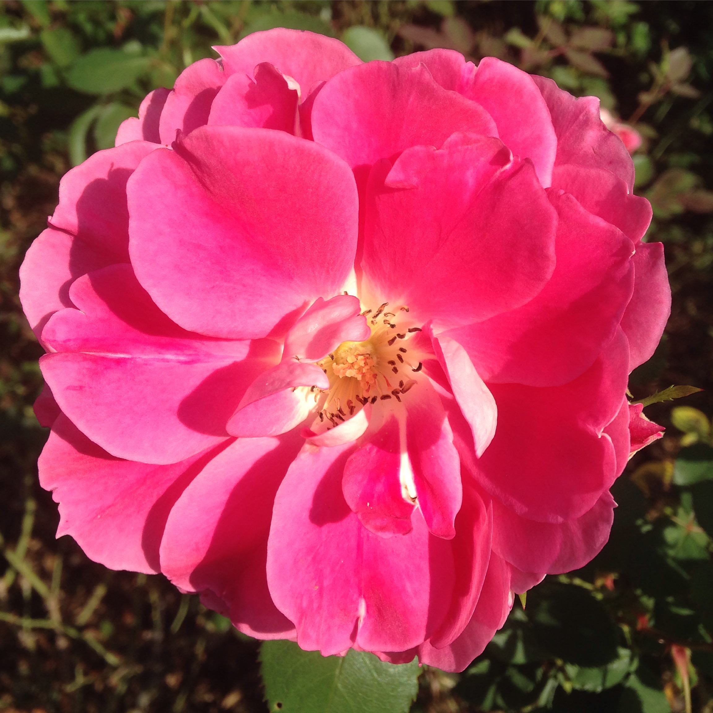 Mindfulness-Based Stress Reduction (Sundays in Manhattan)