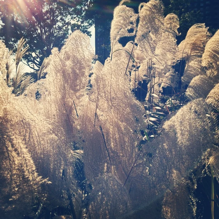 Mindfulness-Based Stress Reduction