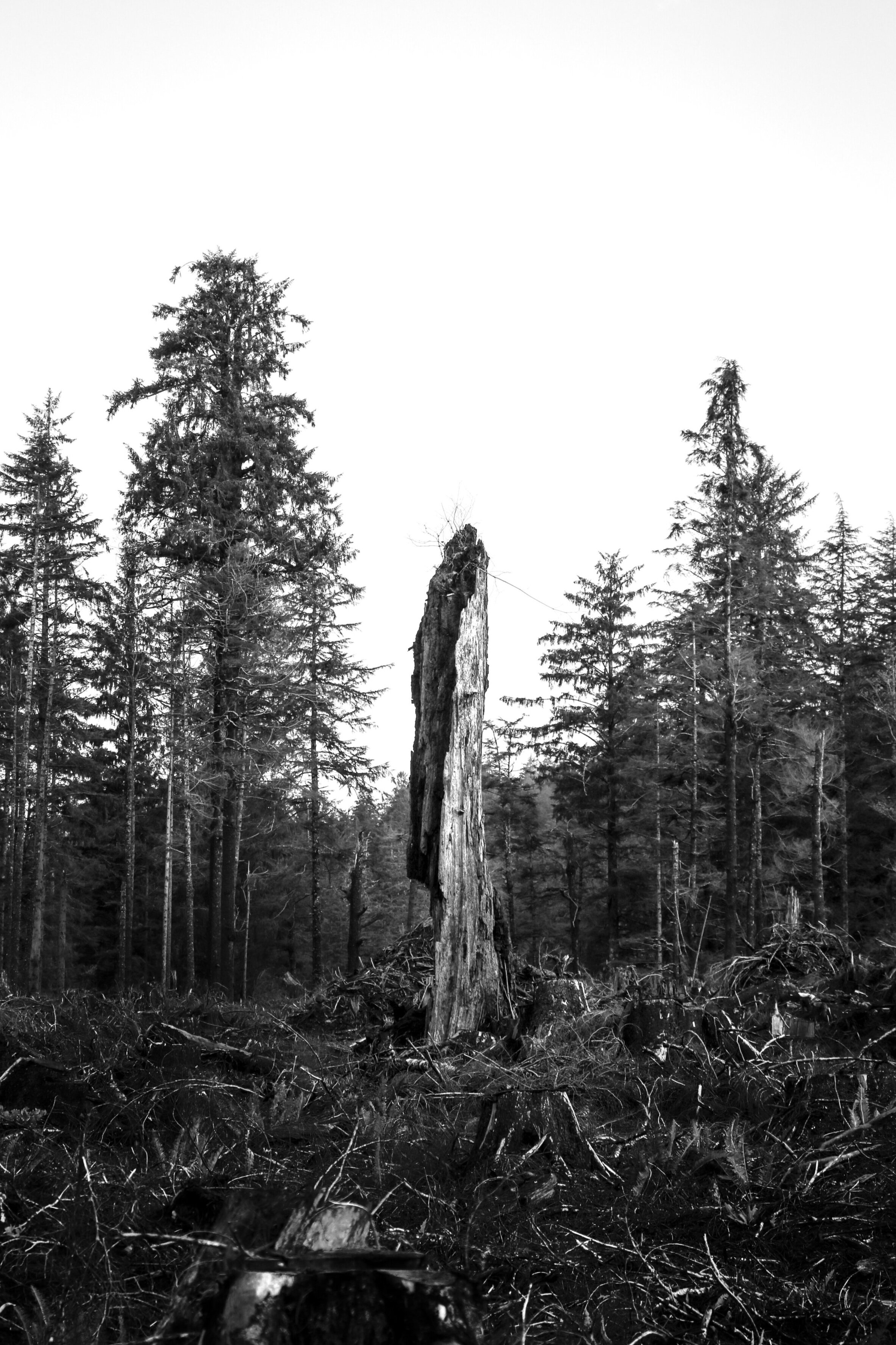 Clear Cut Monolith - Washington Coast