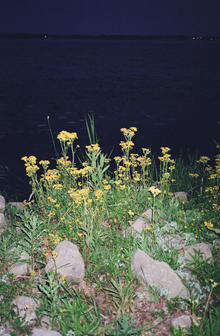 Screen Shot 2026-01-31 at 3.40.43 PM.png