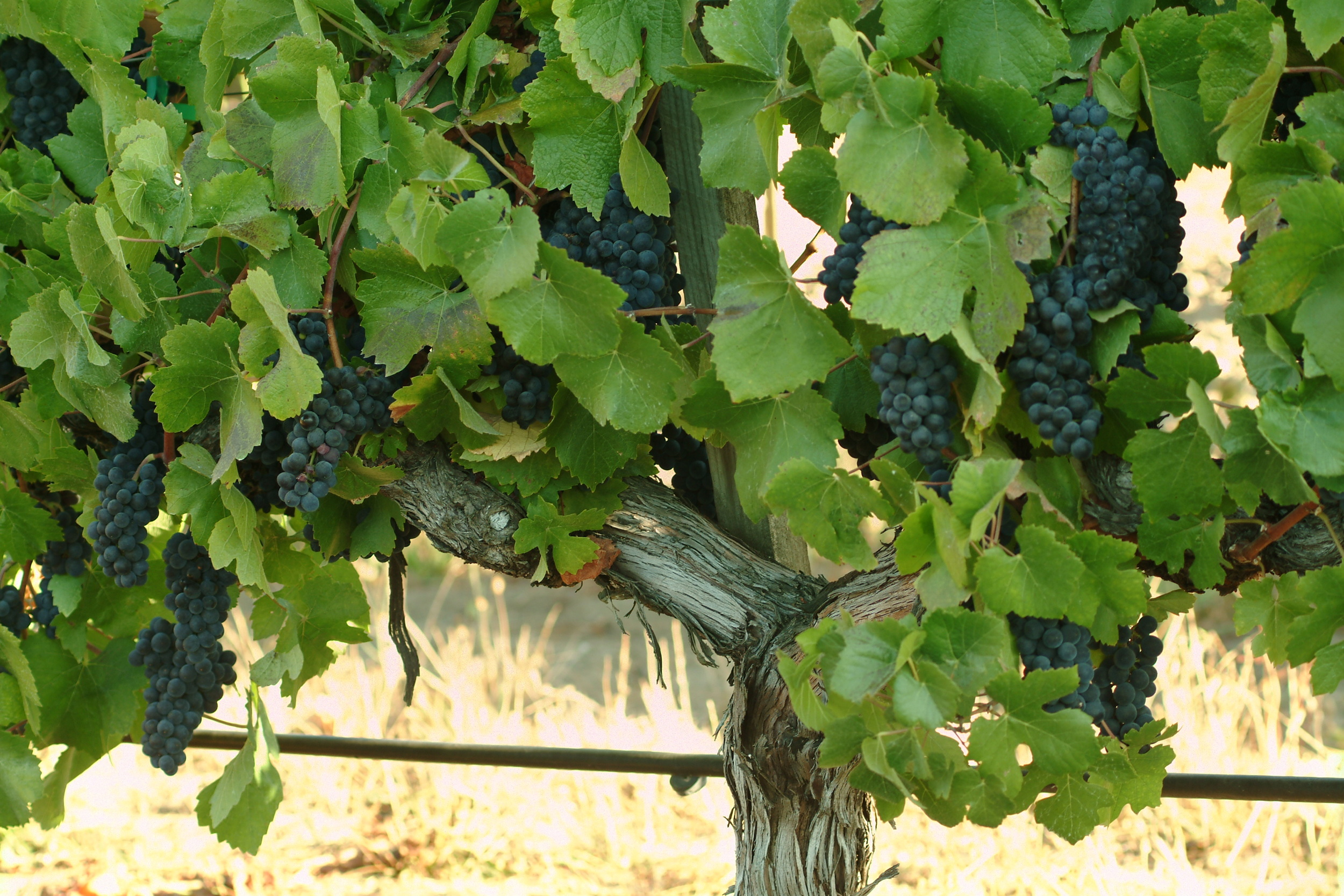 Rochioli Grapes1.JPG