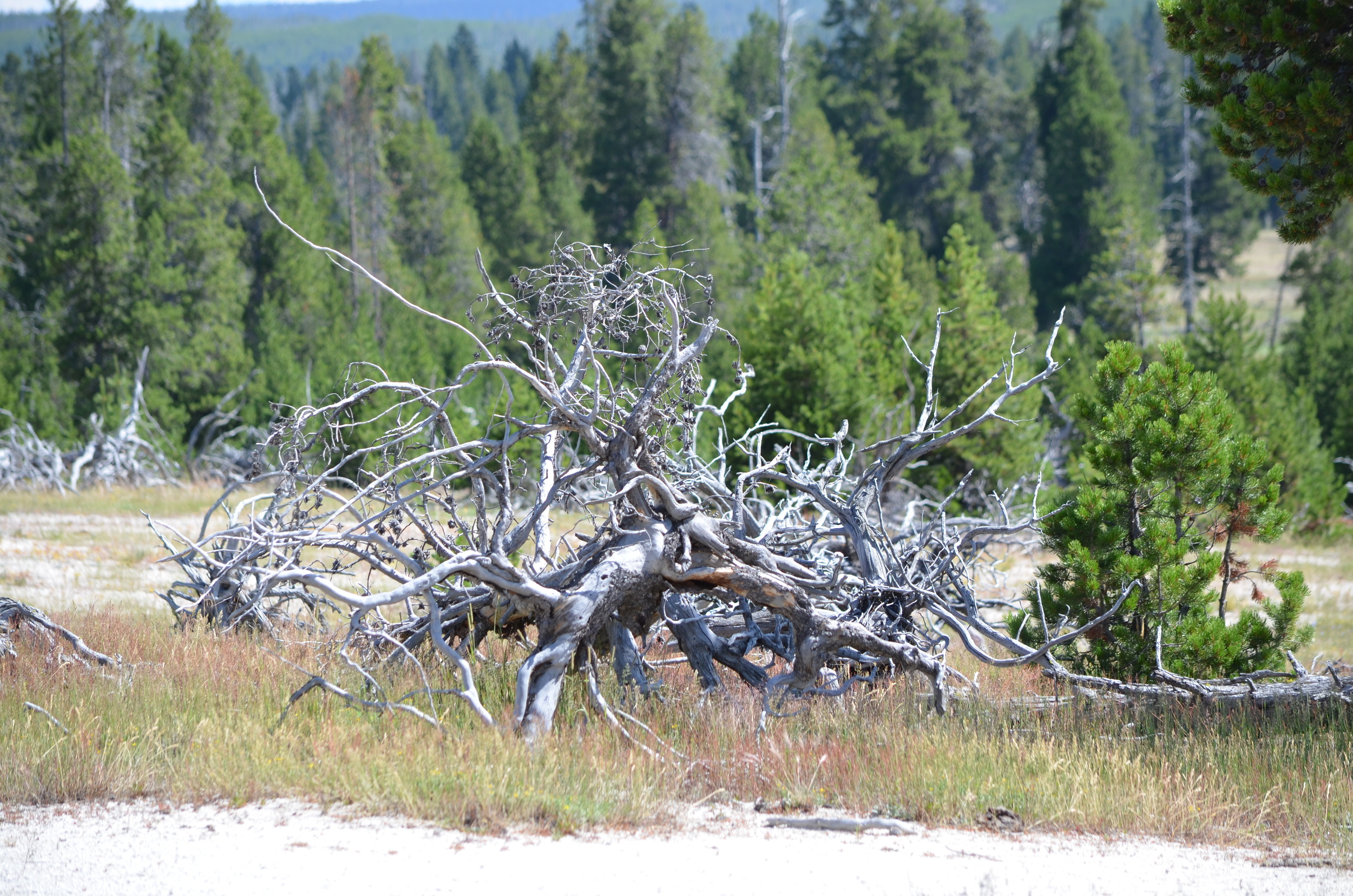 Tree that fell after earthquake Yellowstone / warporweft.com