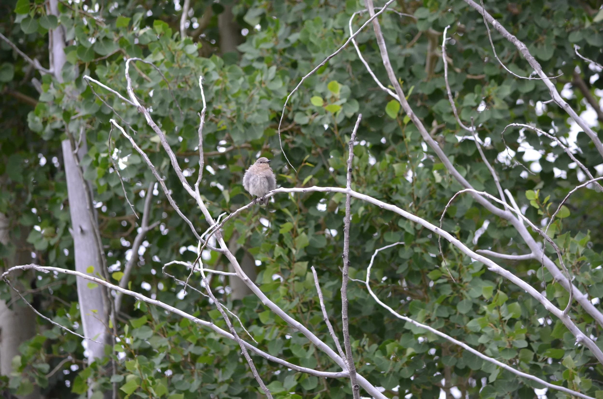 DSC_1002.JPG
