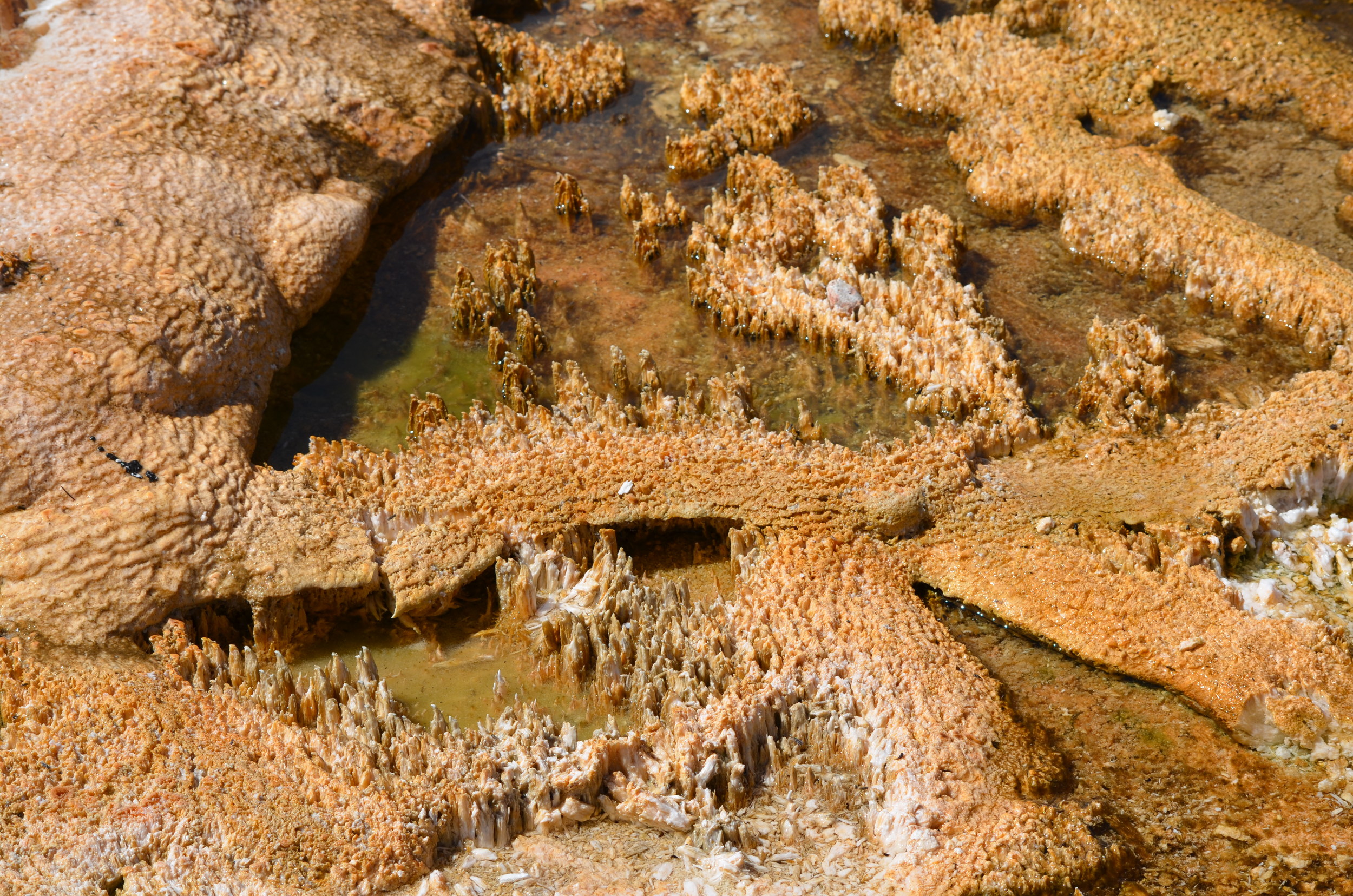 Bacteria growing in geyser basin at Yellowstone / warporweft.com