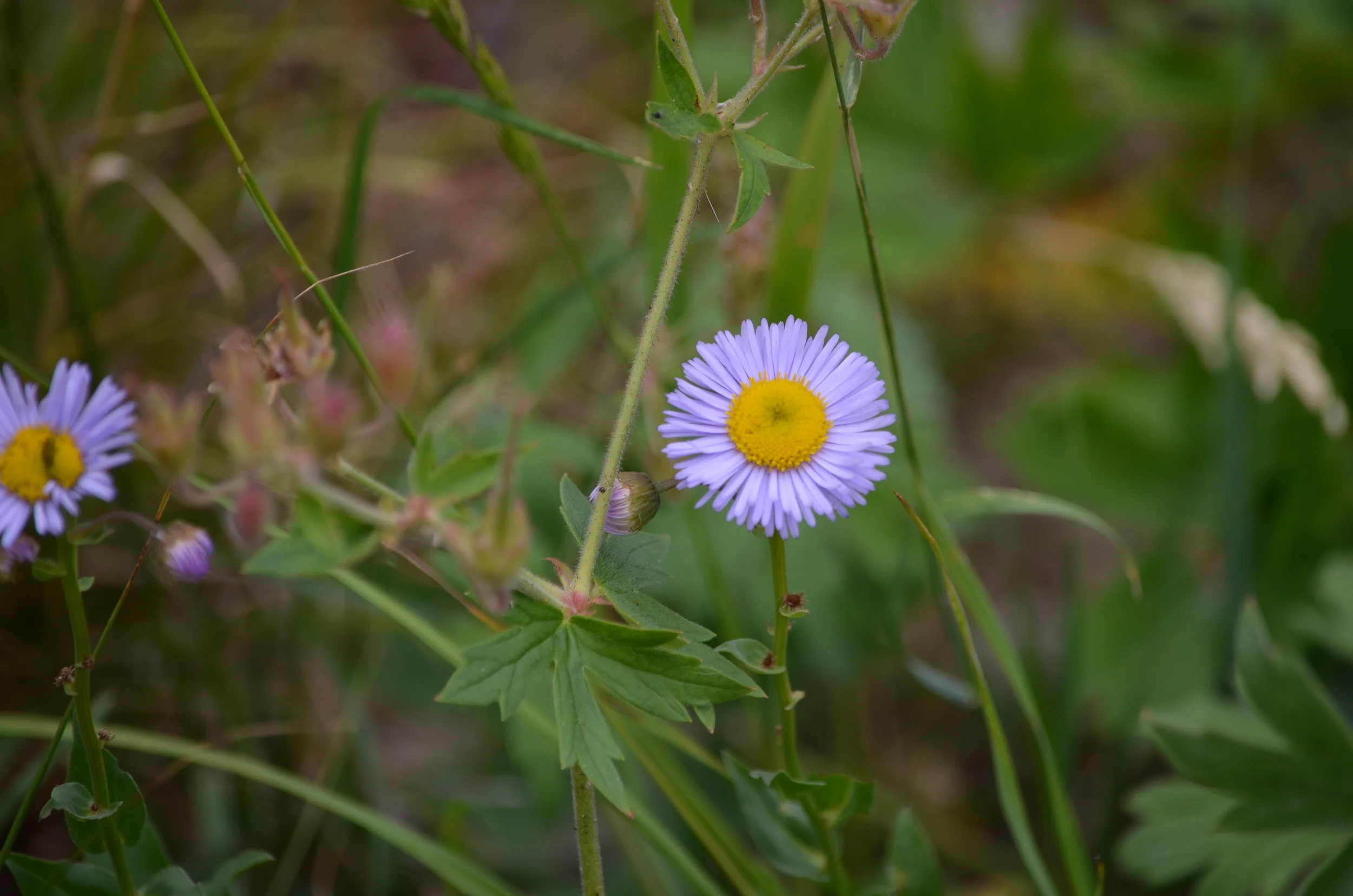 DSC_0200.JPG