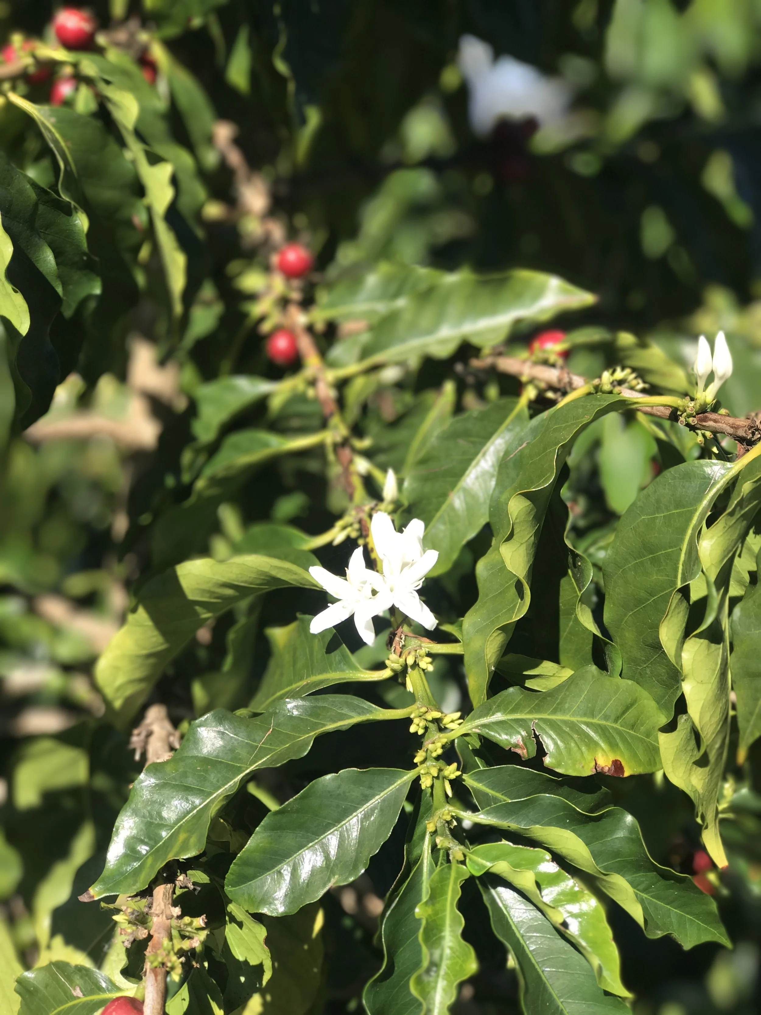 Coffee Flowers and Beans at O'o Farm / Warporweft.com