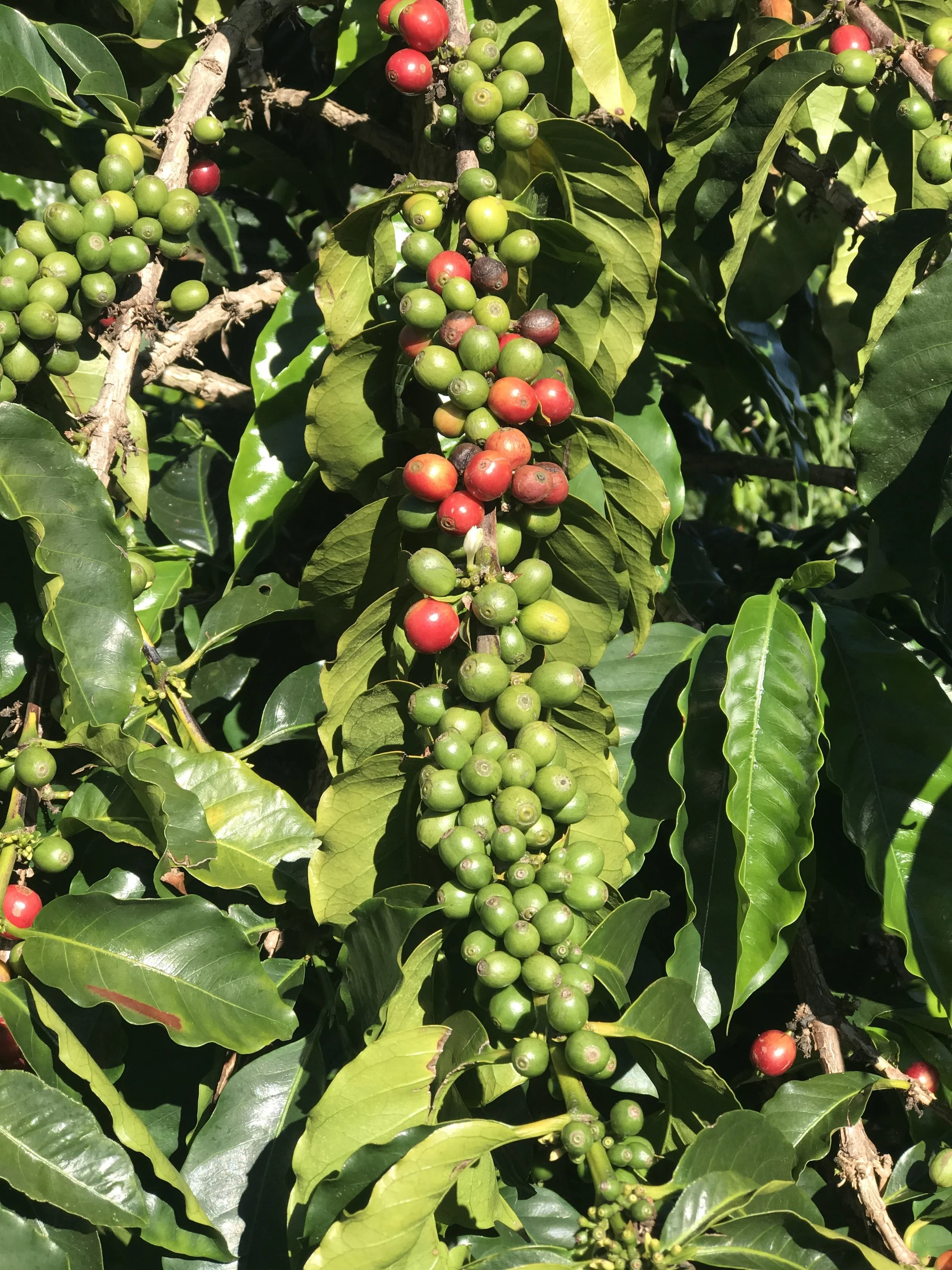 Coffee Beans on Maui / warporweft.com