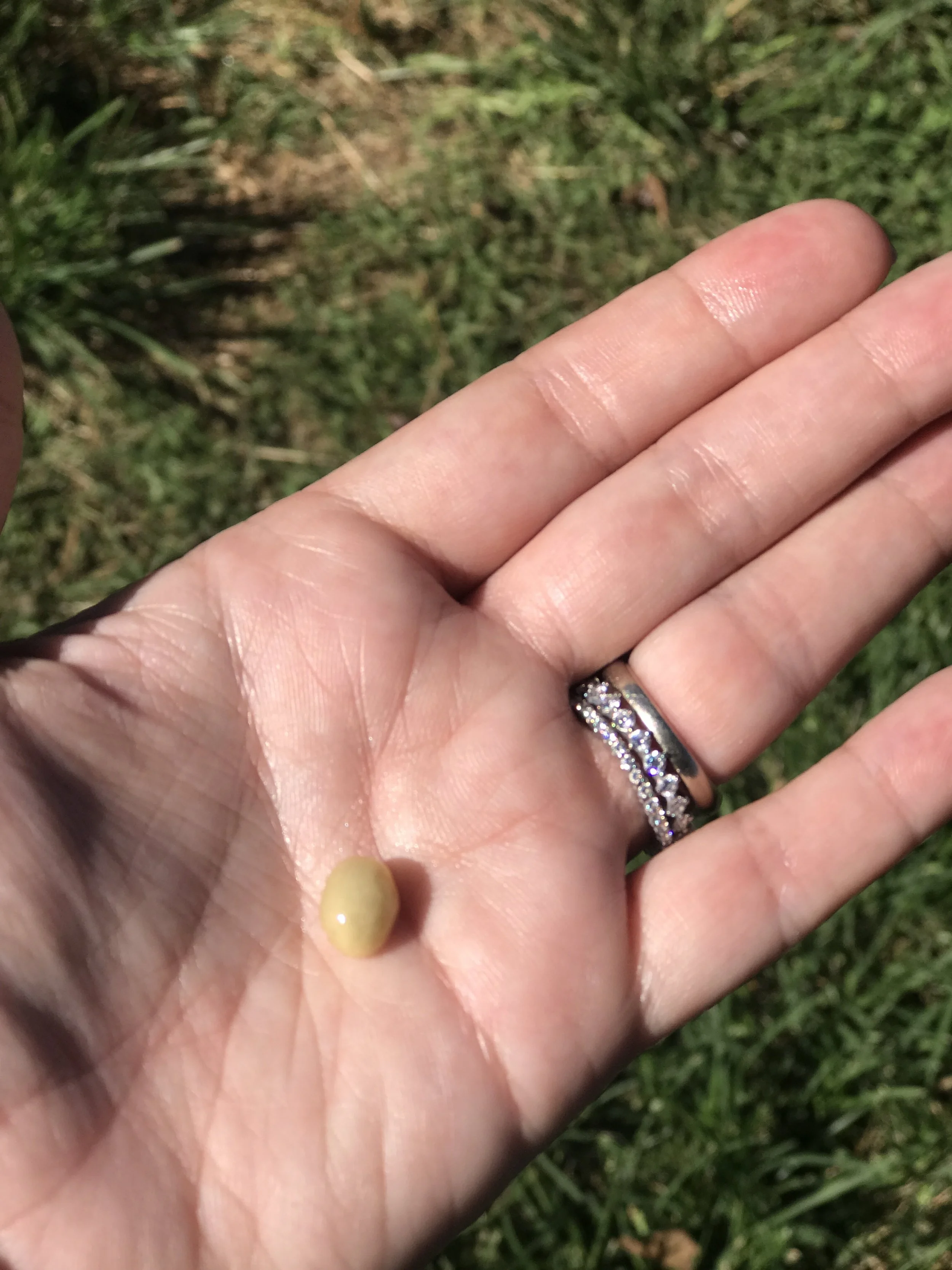 Coffee Bean at O'o Farm on Maui / warporweft.com