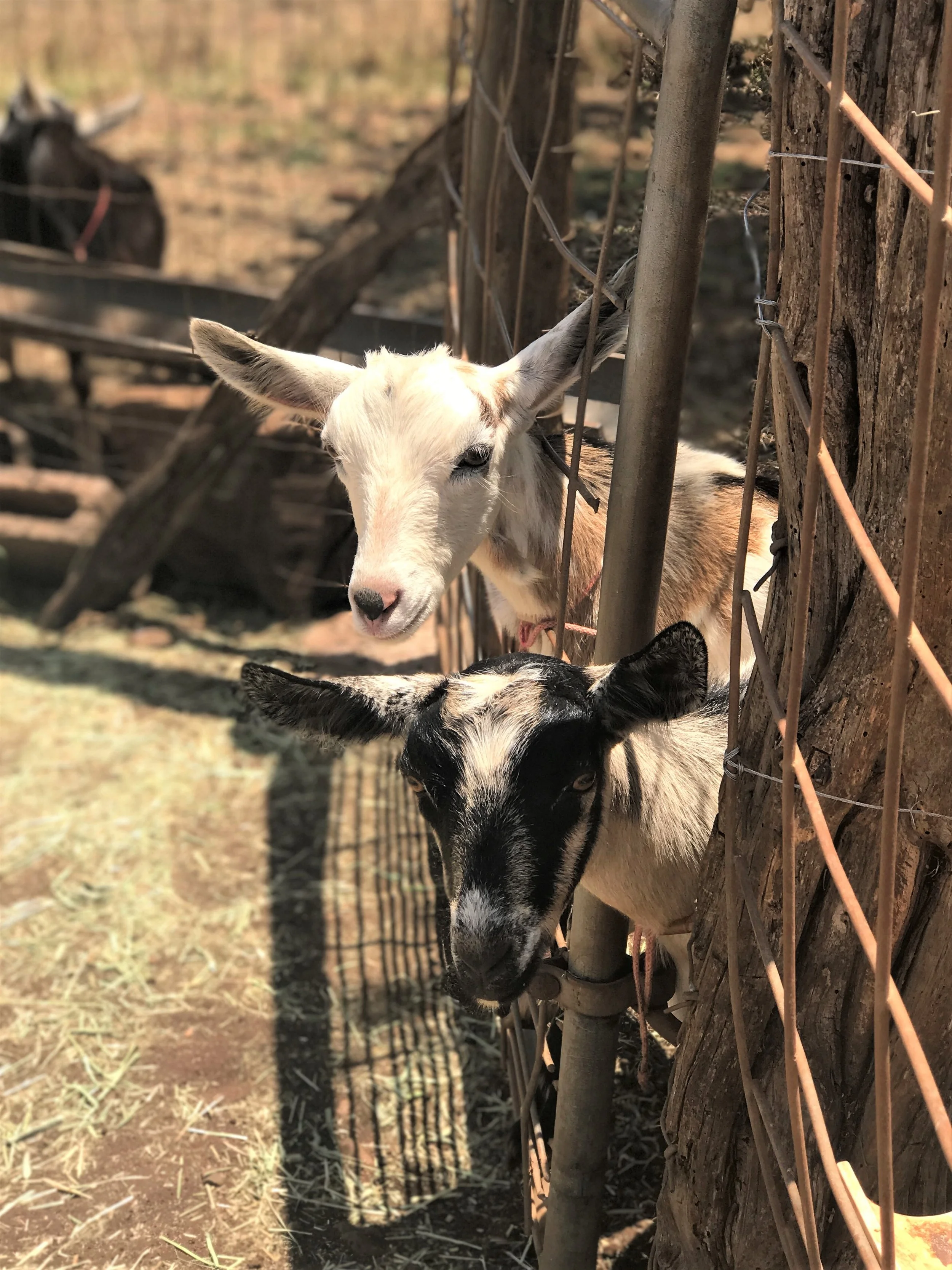 Surfing Goat Dairy Maui / warporweft.com