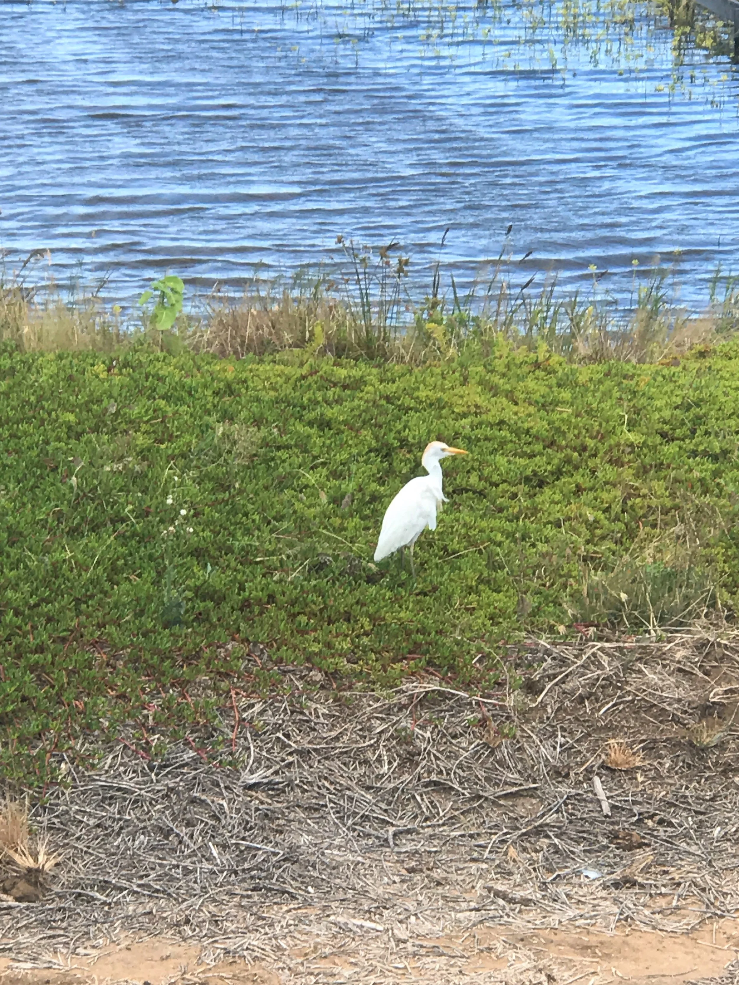 bird in Hawaii / warporweft.com