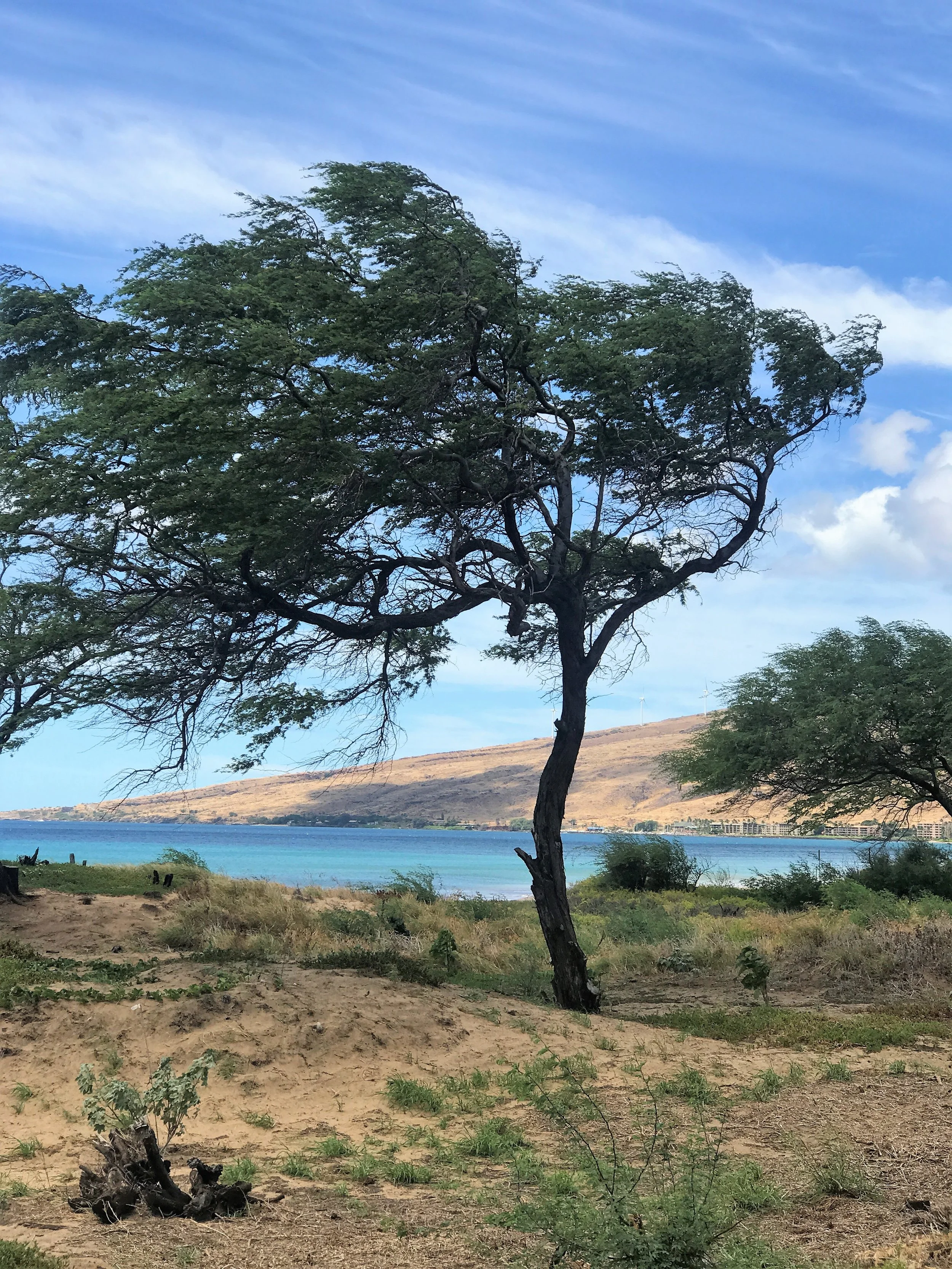 Tree in Sugar Beach in Hawaii / warporweft.com