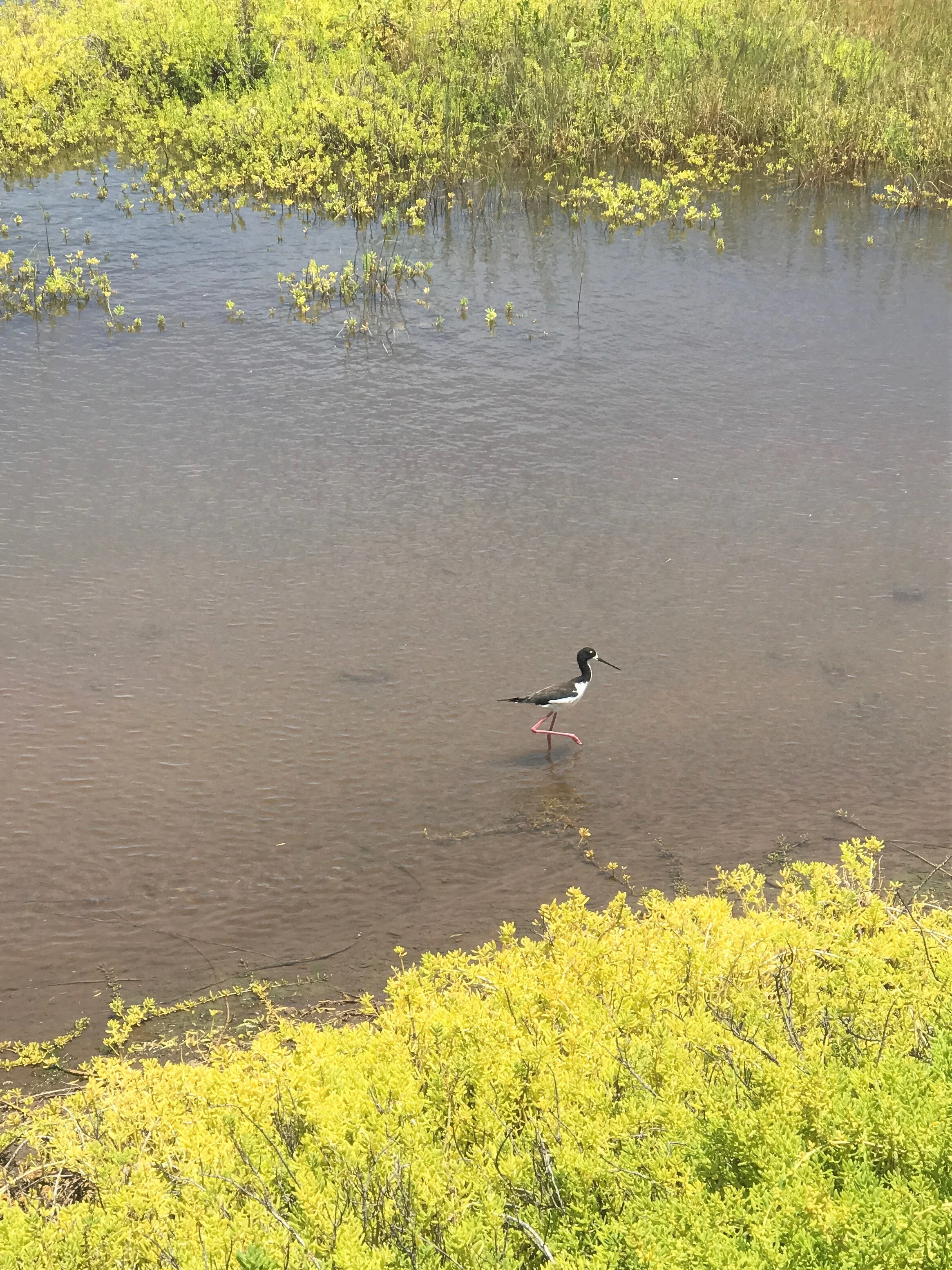 Birds of Maui / warporweft.com
