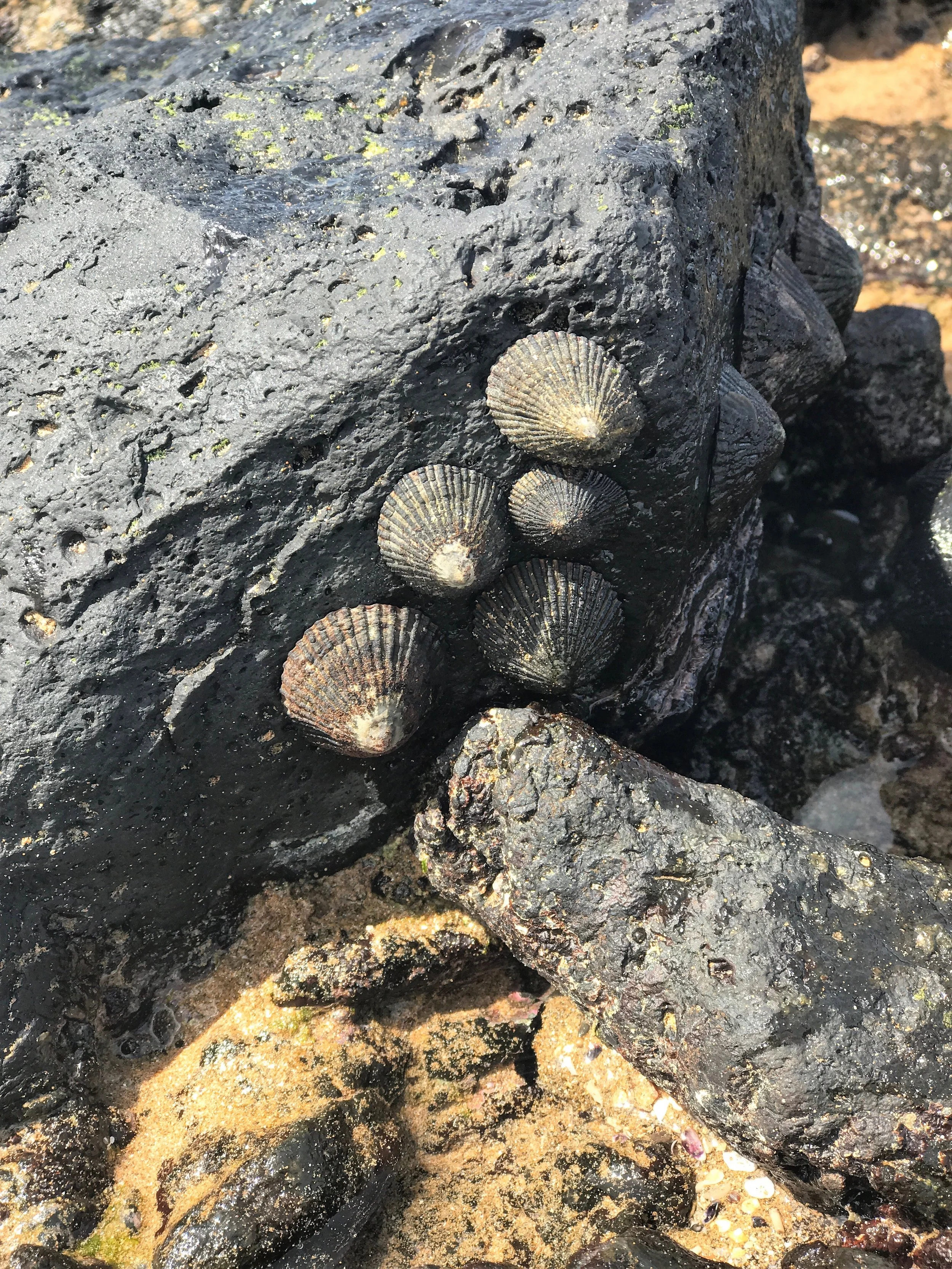 Maui Tide Pools / warporweft.com
