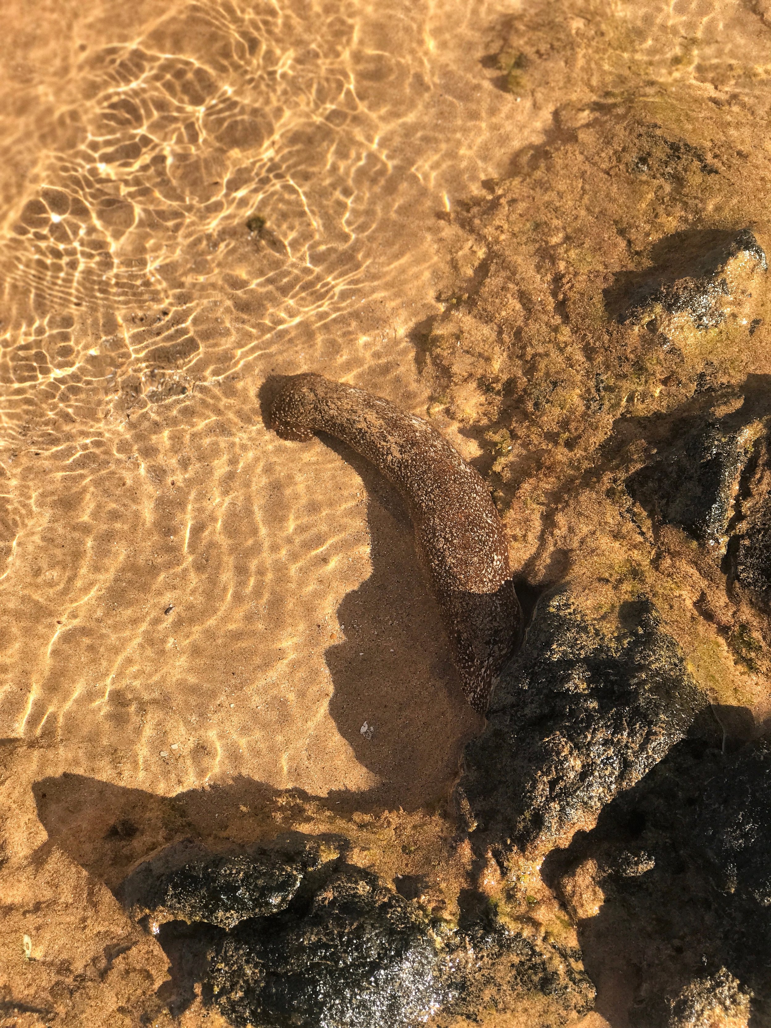 Sea Cucumber in Maui Tide Pool / warporweft.com