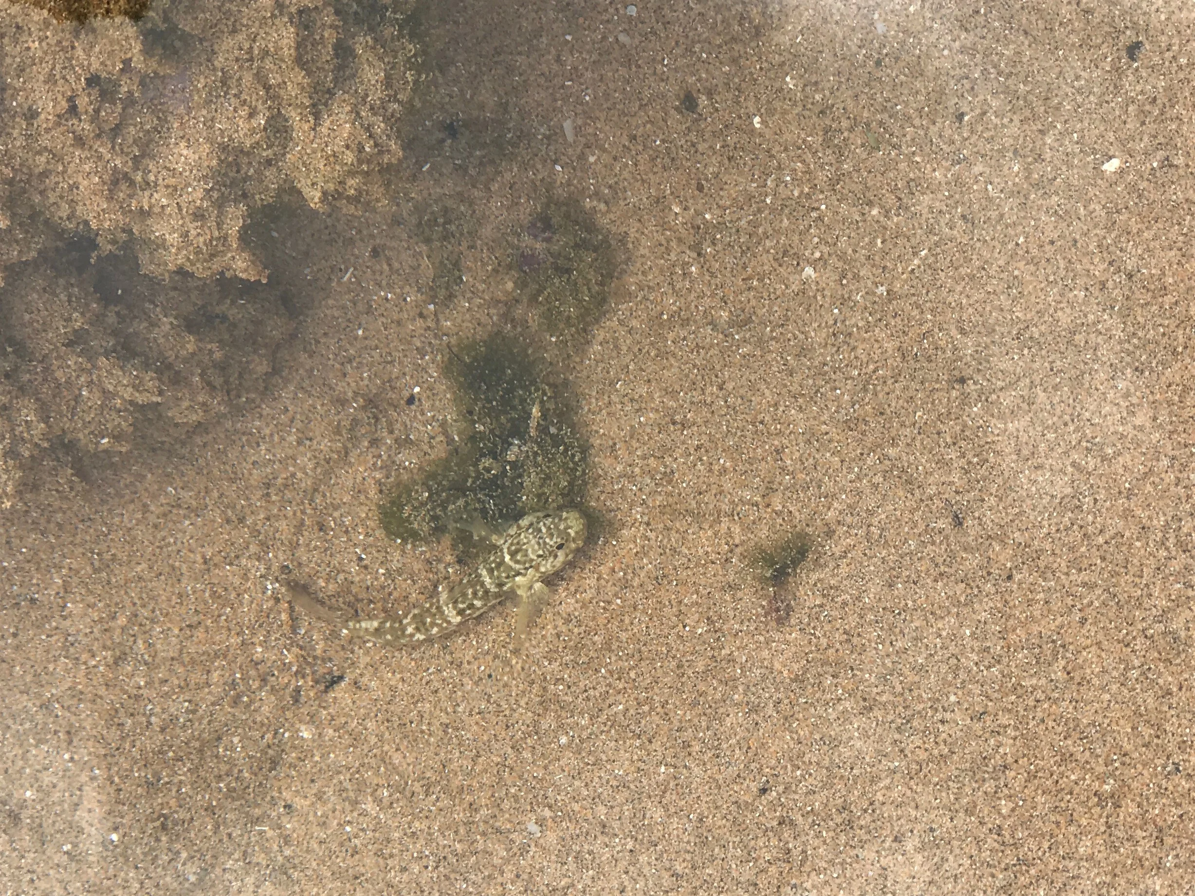 Fish in a tide pool / warporweft.com