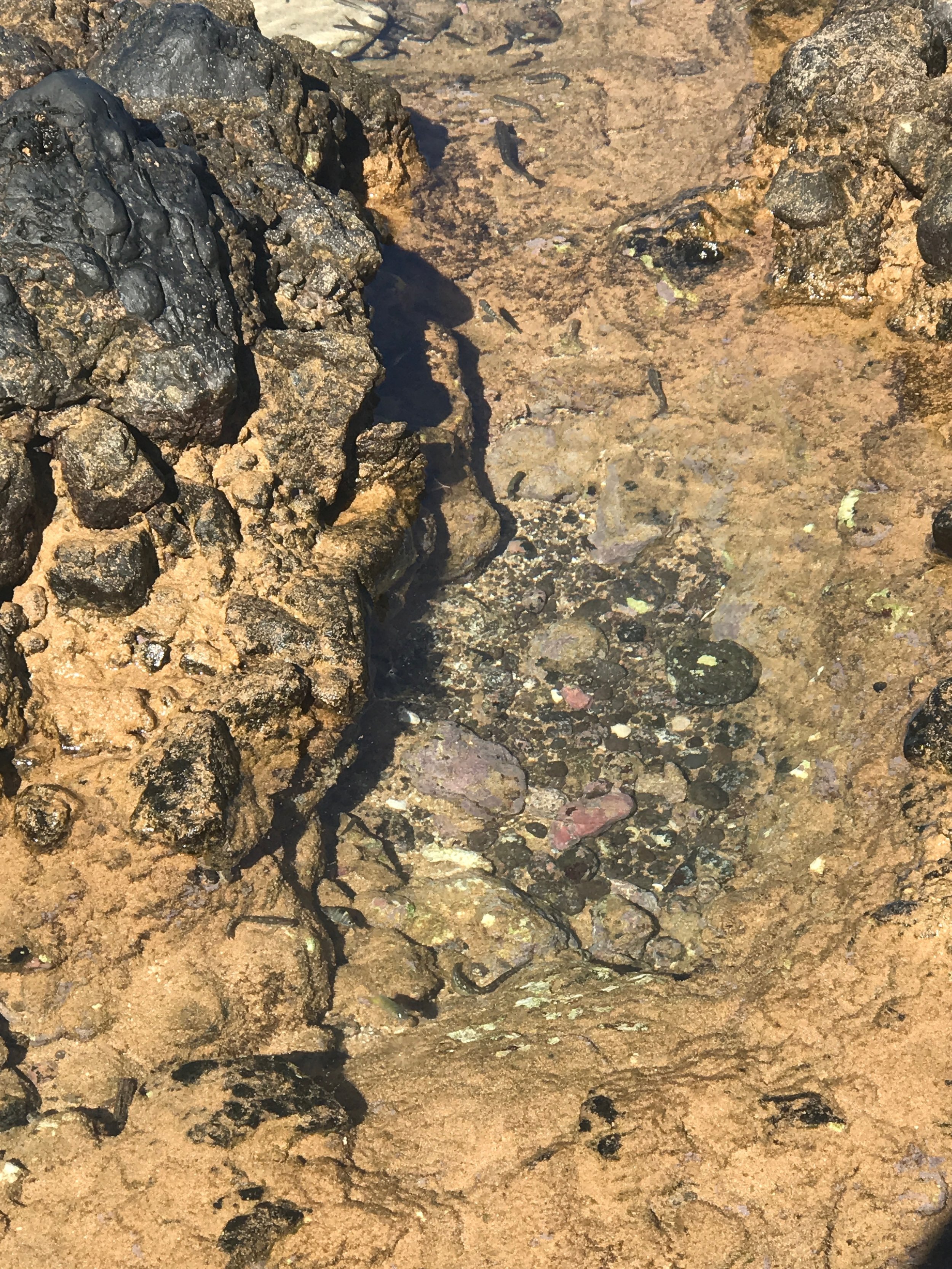 Fish in a tide pool on Maui / warporweft.com