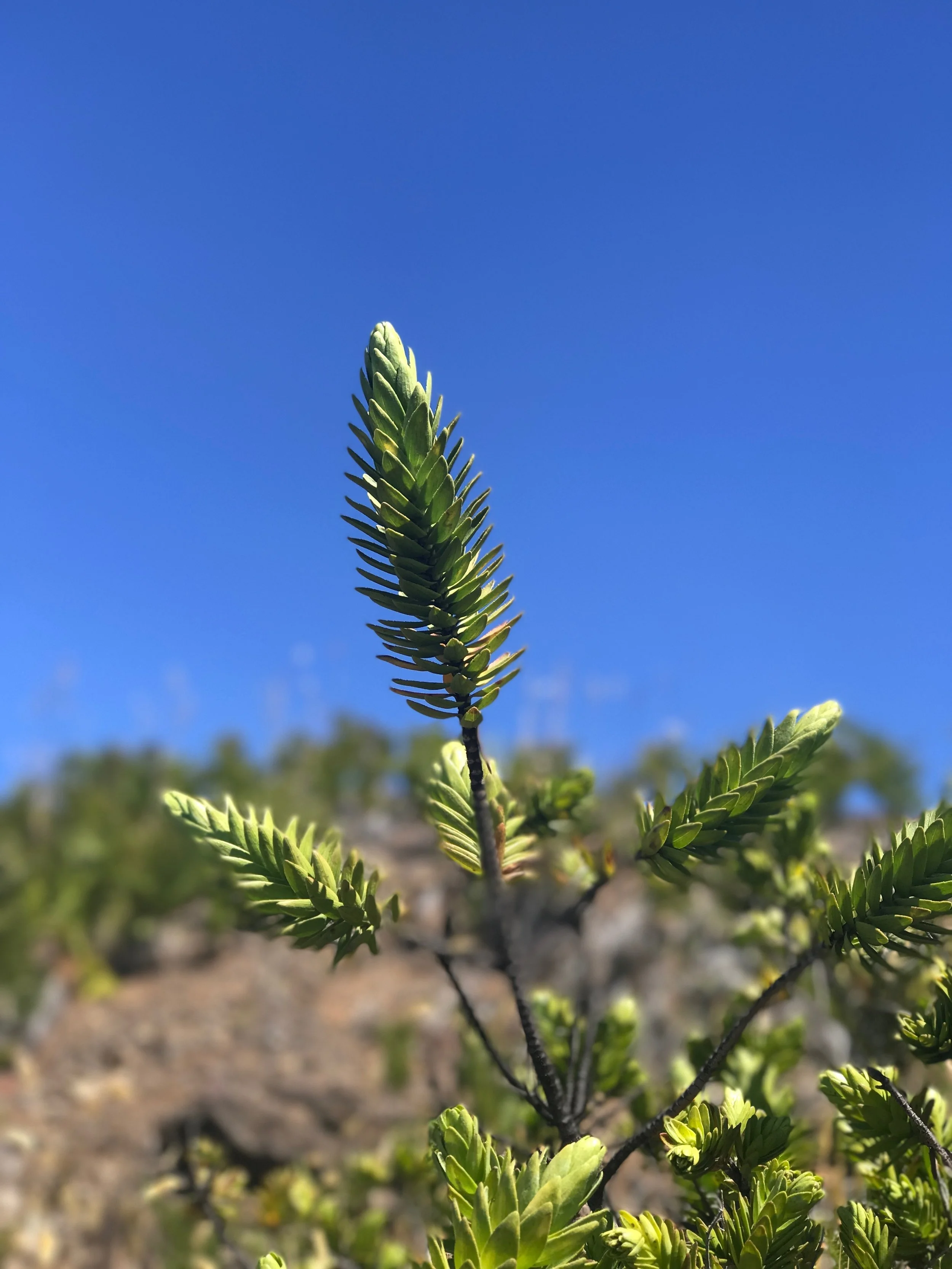 National Parks Vegitation / warpoweft.com