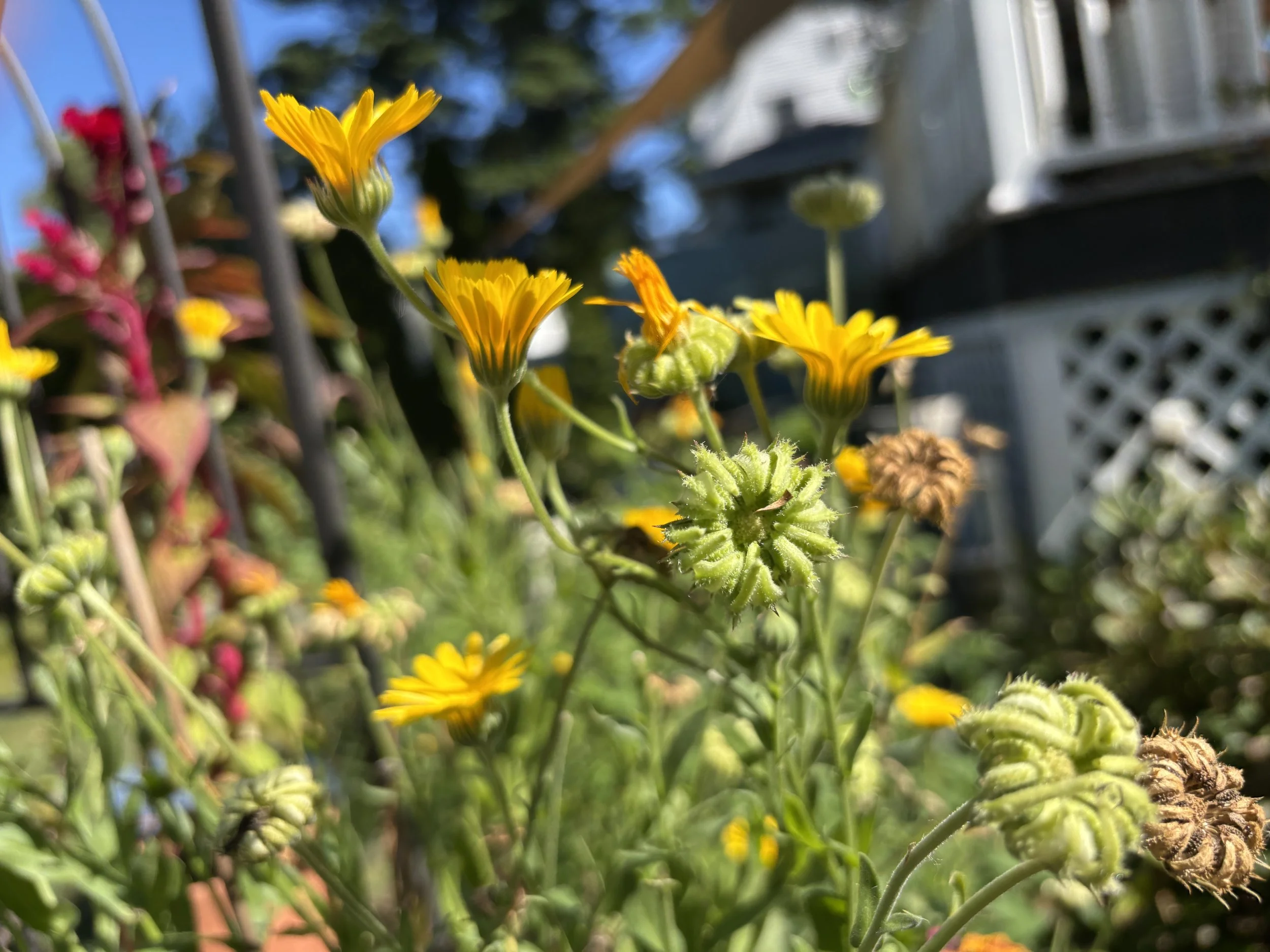IMG_5822.JPEG