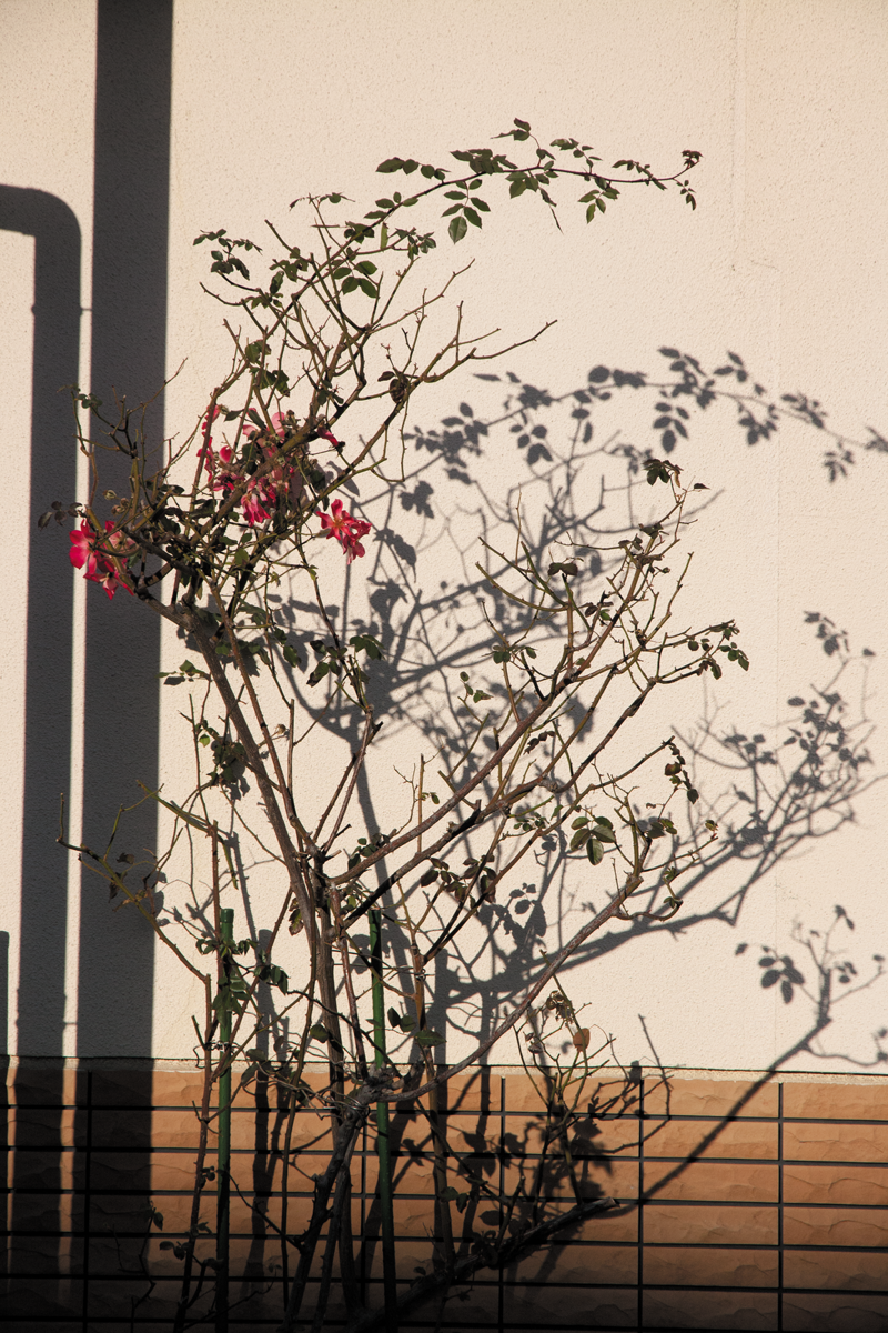 Roses-in-Japan.png