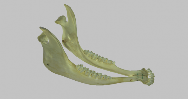 3D Print of a Cow Mandible