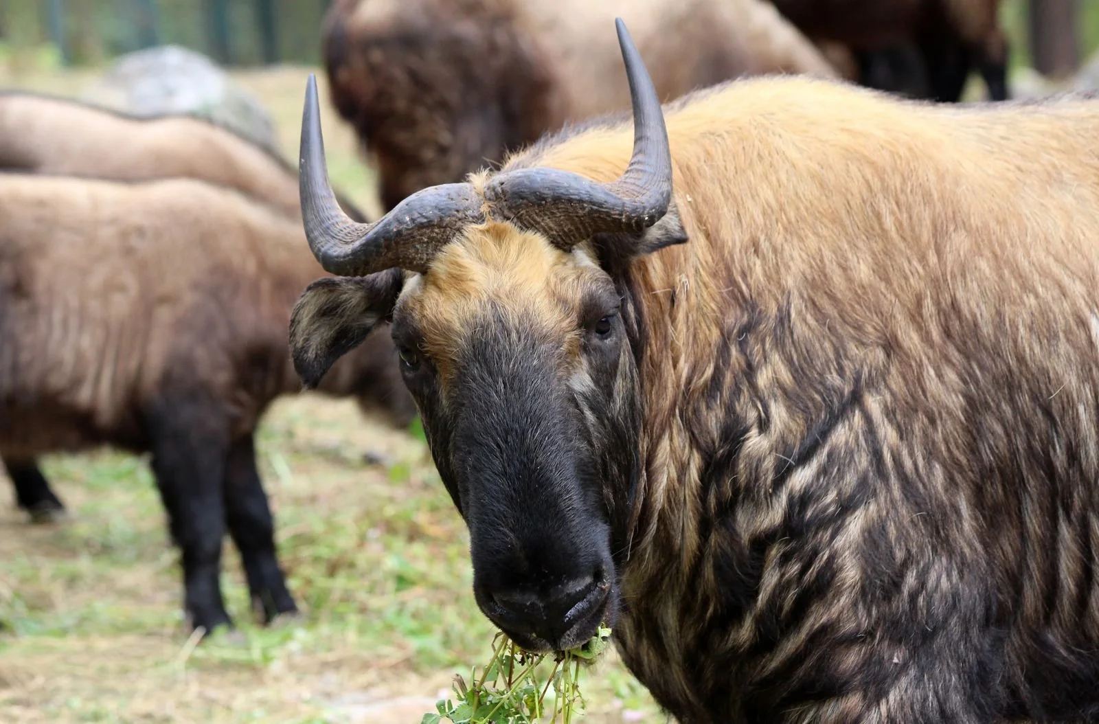 Bhutan's national animal: The Takin