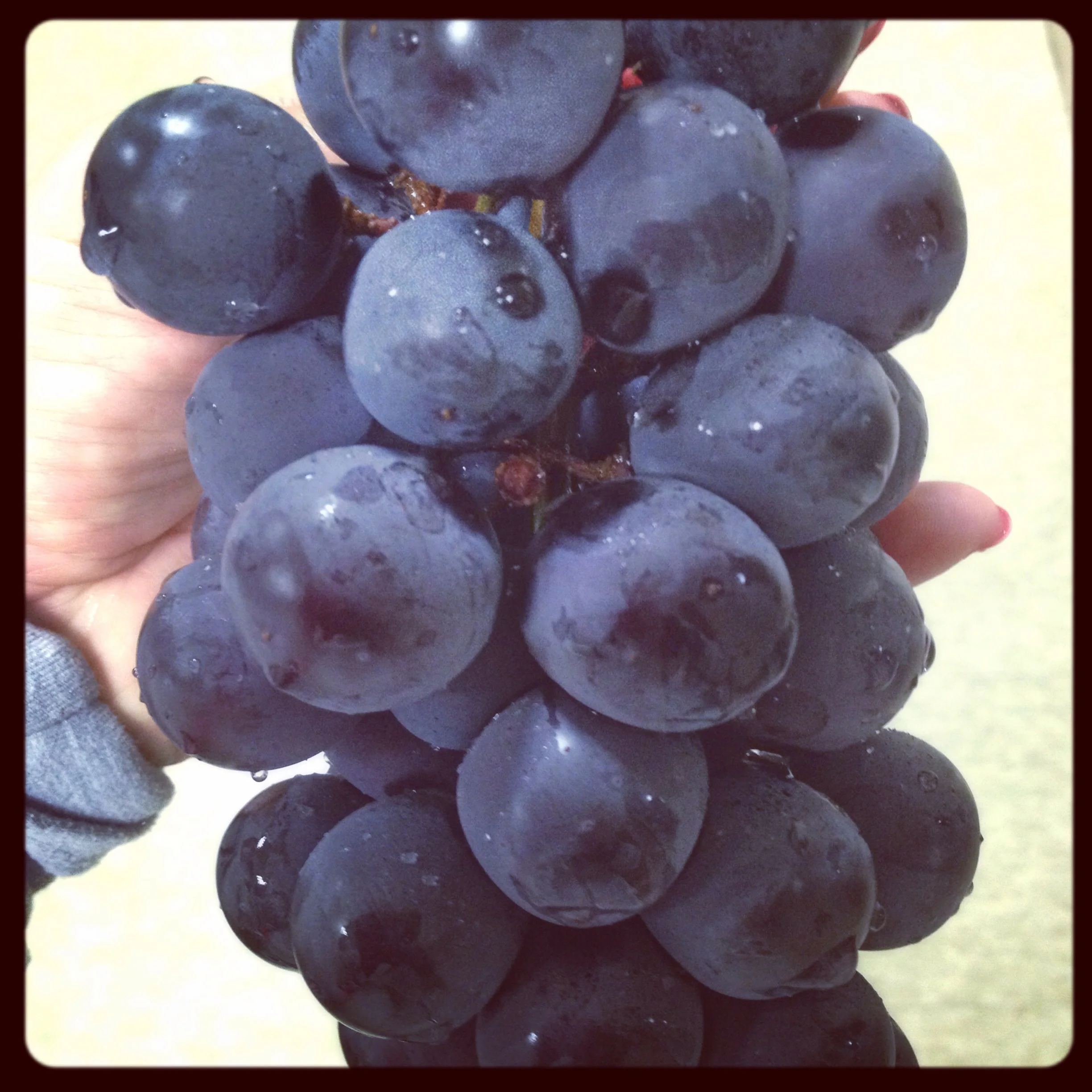 There are smaller versions too, but the 거봉포도 are much bigger in size, and you usually don't eat the peel because it is quite thick. Love love love these grapes!