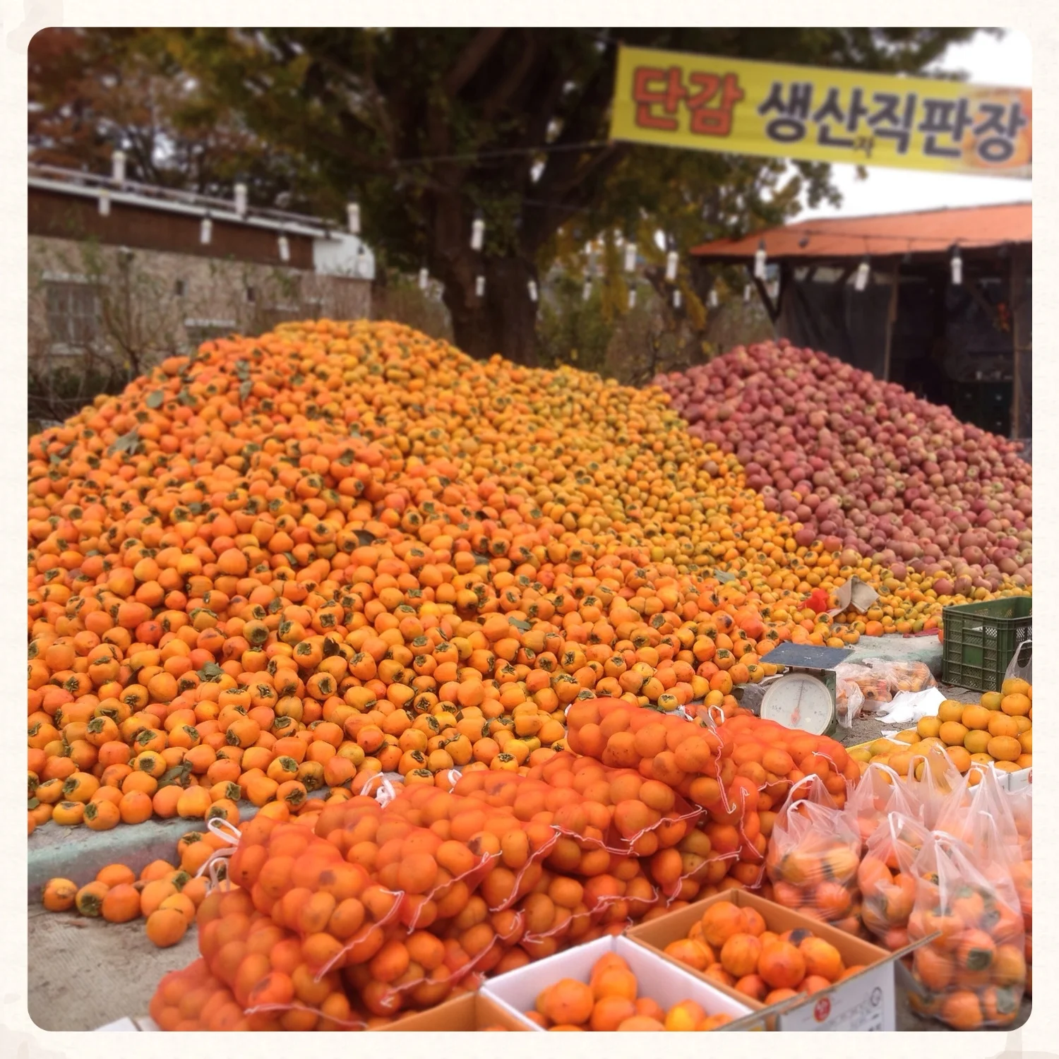 Giant pile of persimmon and apples for sale out in the country side near Seorak Mountain. What a beautiful sight! Just be careful you don't eat TOO many all at once - although these are fruit and are good for you, overeating them can cause you constipation. Too much of anything is never a good thing!