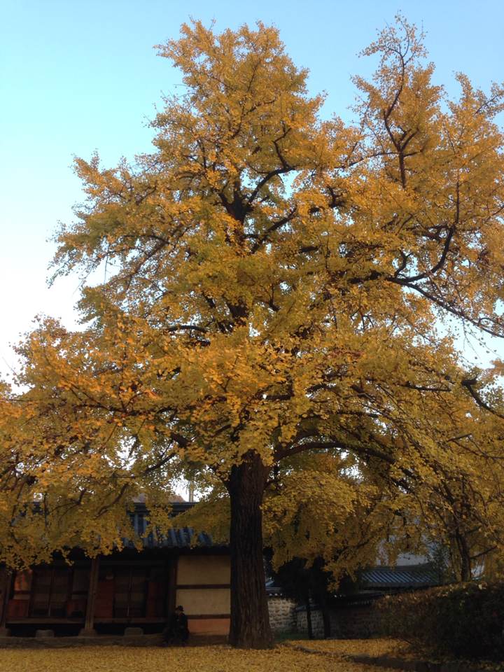The majestic and gorgeous ginkgo tree stands tall and proud. A beautiful tree with leaves that change from green to yellow in the fall. Another sign of fall is the distinct smell that comes from the outer layer of the ginkgo seed/fruit of this tree. 