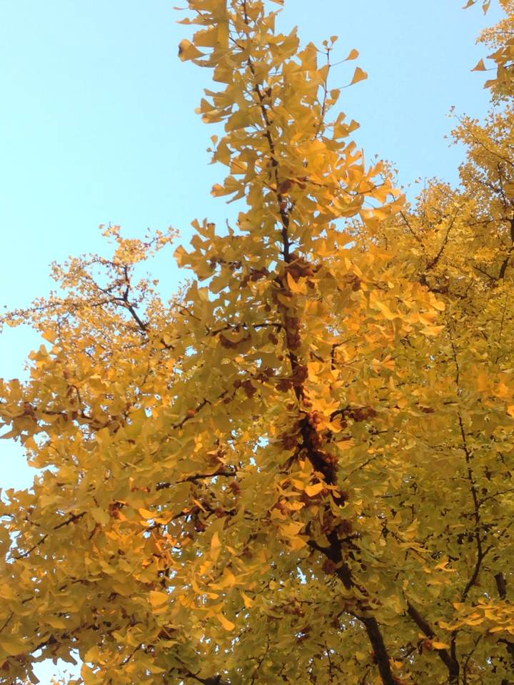 The seed/fruit hangs off of the branches, and during the autumn, they fall off onto the pavements in Seoul and everywhere around Korea. 