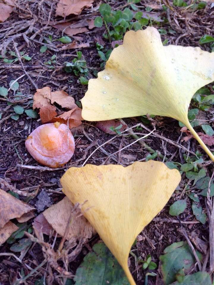 Yes, now you know - it is the outer layer of the ginkgo seed/fruit. The squishy orange part has a foul smell to it that lingers in the air and sticks to your shoes...
