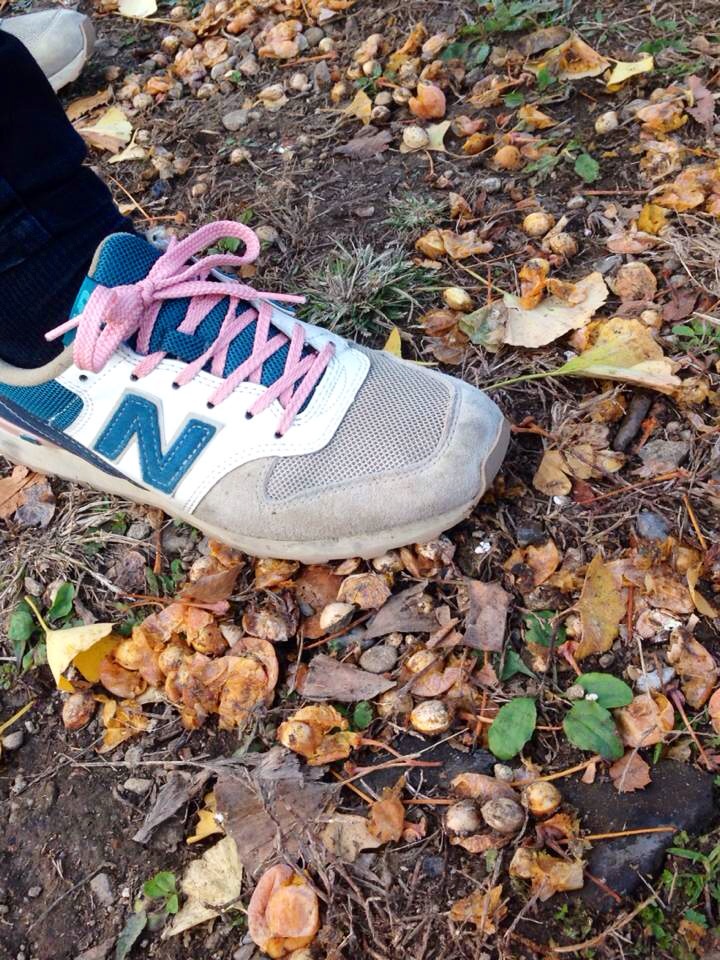 You probably have stepped on these plenty of times or at least wondered what that stinky stench of puke/poo is.