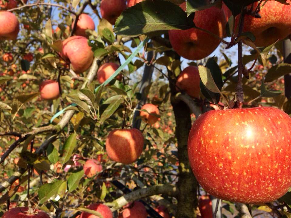 Down in the countryside of Korea, we passed by an apple orchard and got to see/pick these beauties first-hand!