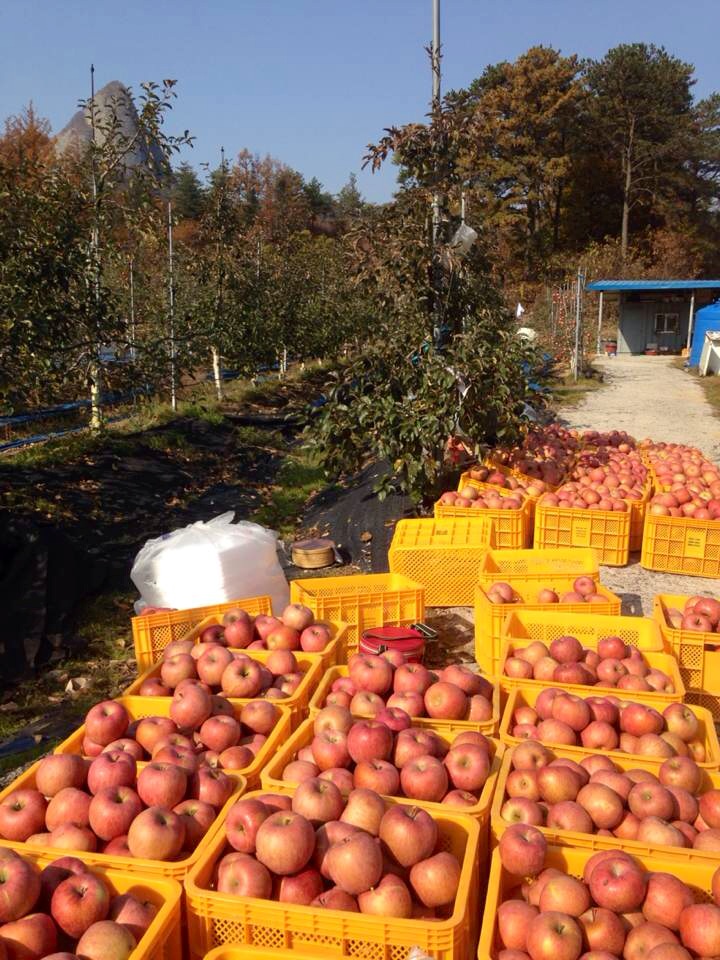 Crates of different sizes of Korean apples. Some of them are HUGE! 