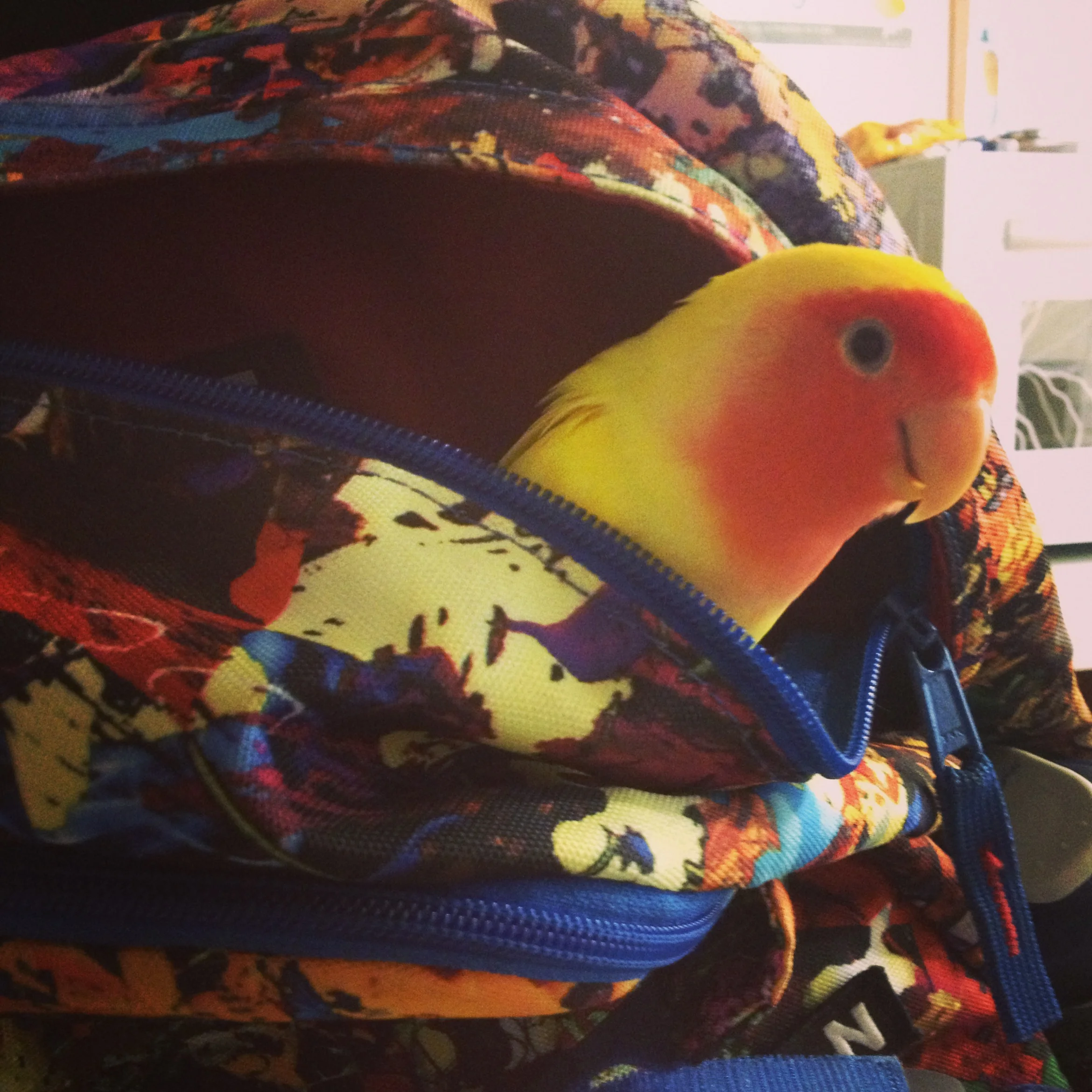 Where are you going? Lets Play