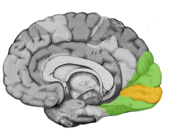 Visual cortex (highlighted).