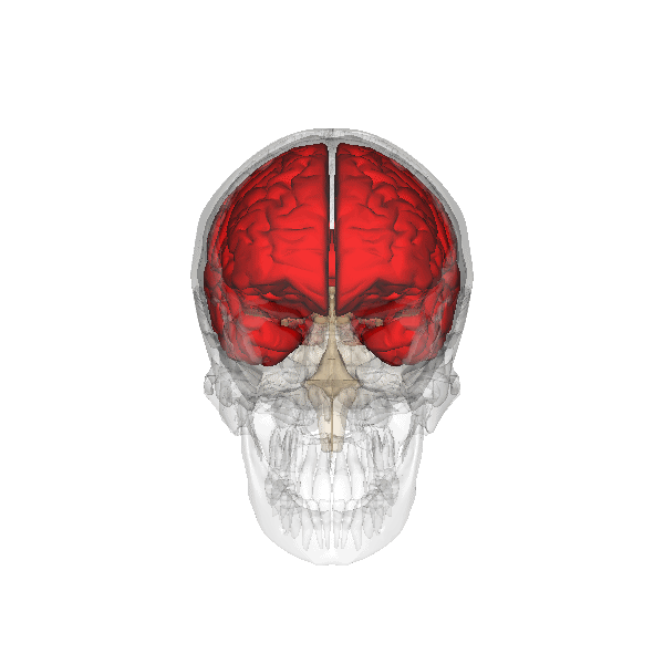 Cerebrum (in red). Image courtesy of Life Science Databases (LSDB).