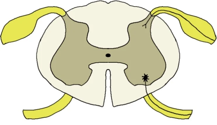 Know Your Brain Spinal Cord Neuroscientifically Challenged