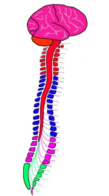 脊神经是通过脊髓段产生的。红色=颈，蓝色=胸，粉色=腰，绿色=骶。