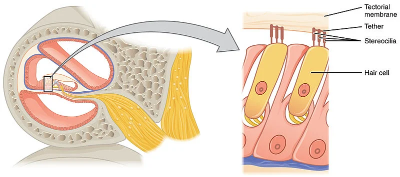 hair cells (on right). image courtesy of openstax college.