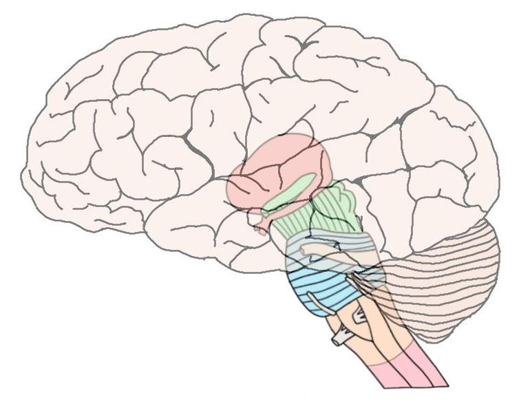 脑干由上述多色结构组成，包括中脑，PON和Medulla。