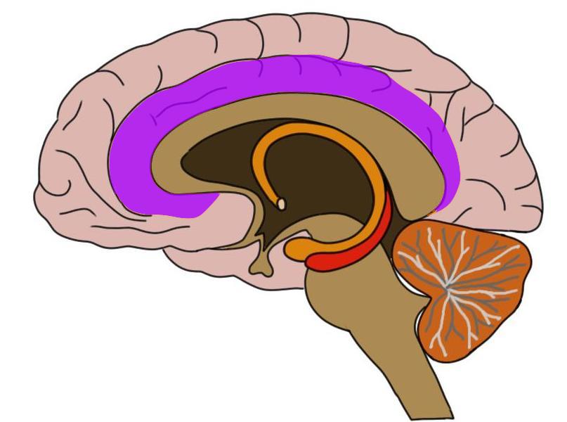 Know Your Brain Cingulate Cortex Neuroscientifically